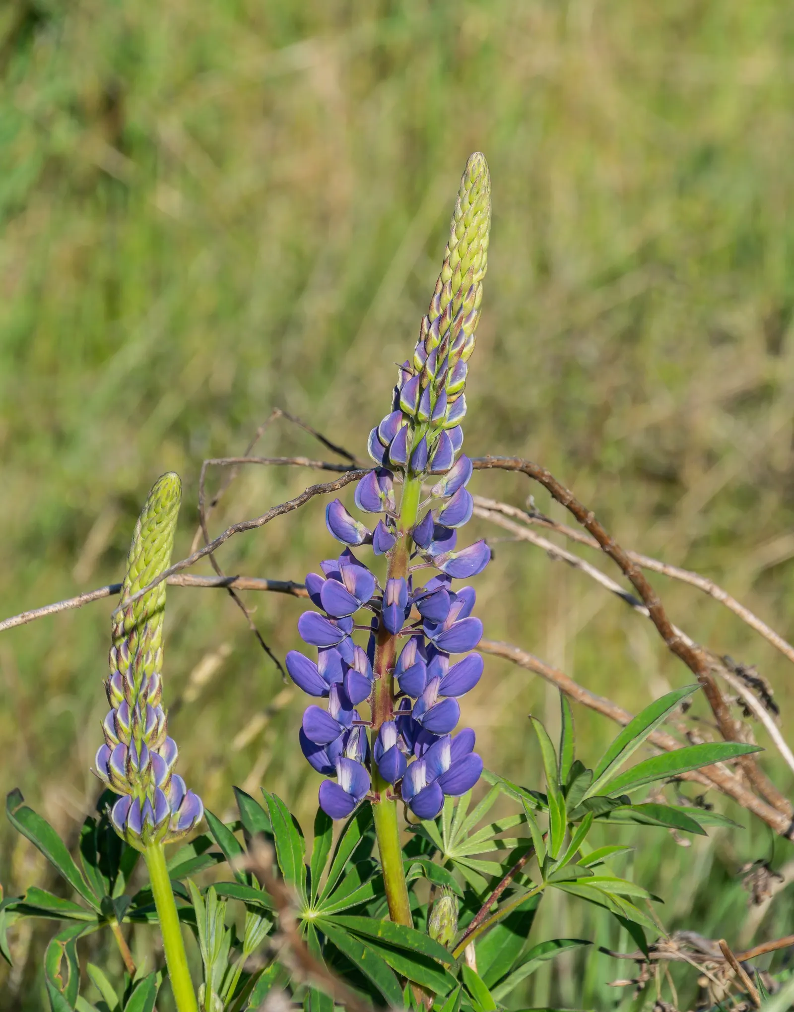 Meadow Lupine (Lupinus Polyphyllus) — Meadow Lupine (Lupinus polyphyllus) is a perennial wildflower; this sun-loving legume prefers well-drained, image 85