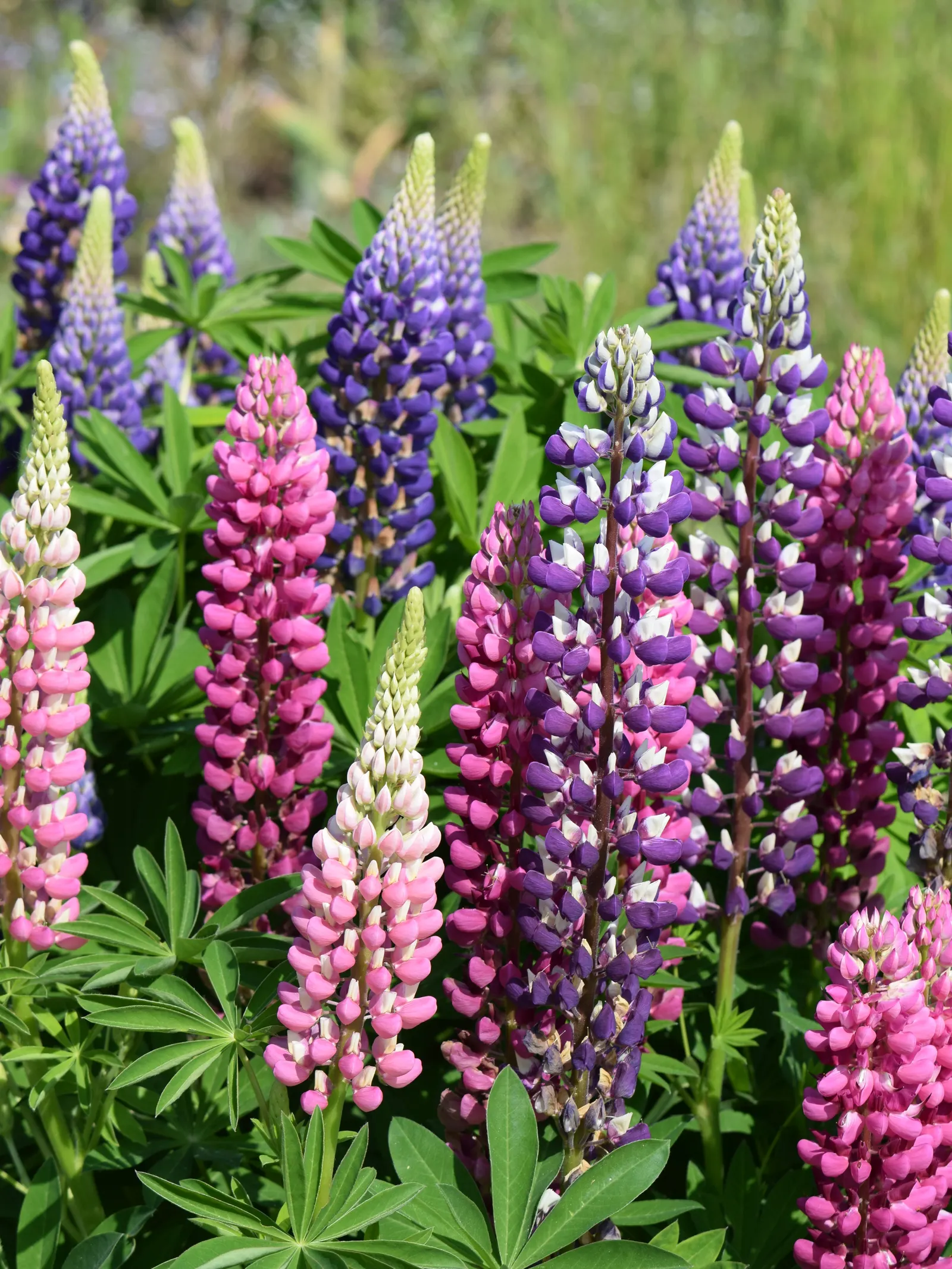 Meadow Lupine (Lupinus Polyphyllus) — Lupinus polyphyllus does best in well-drained soils; the Meadow Lupine is a splendid addition that promises, image 156