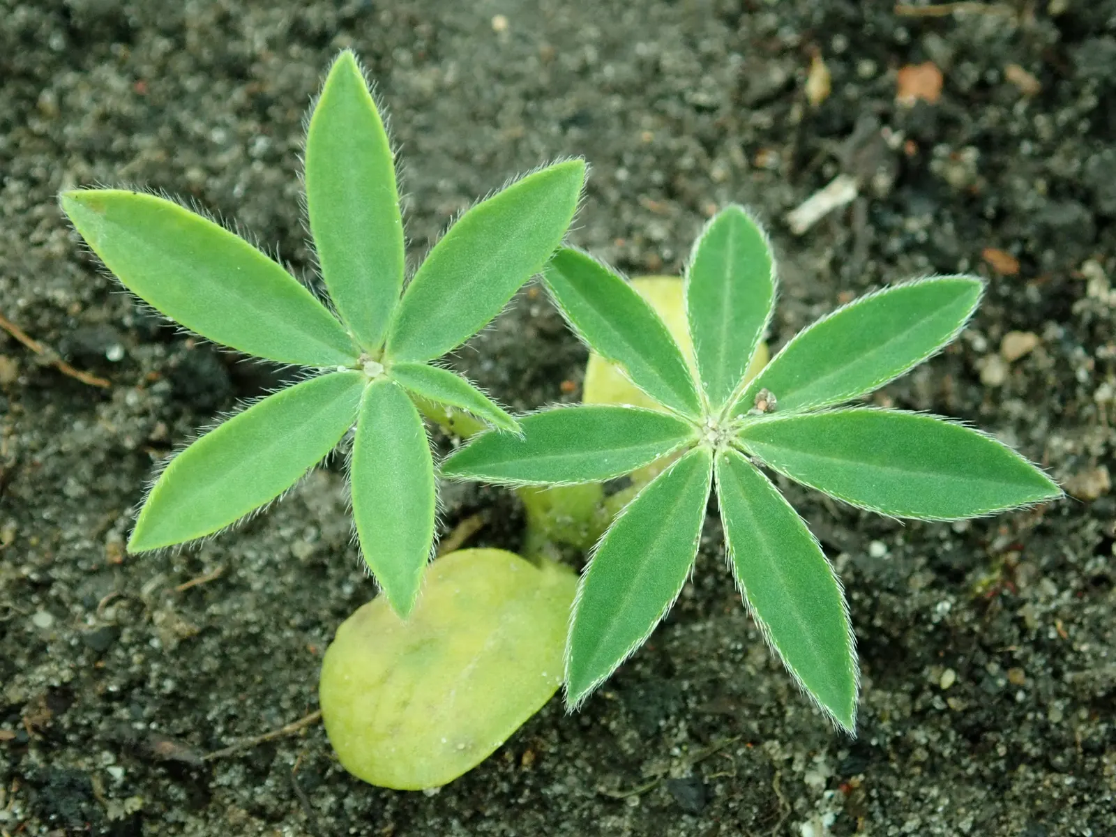 Meadow Lupine (Lupinus Polyphyllus) — the Meadow Lupine is a splendid addition that promises to captivate the eye and benefit the garden, image 81