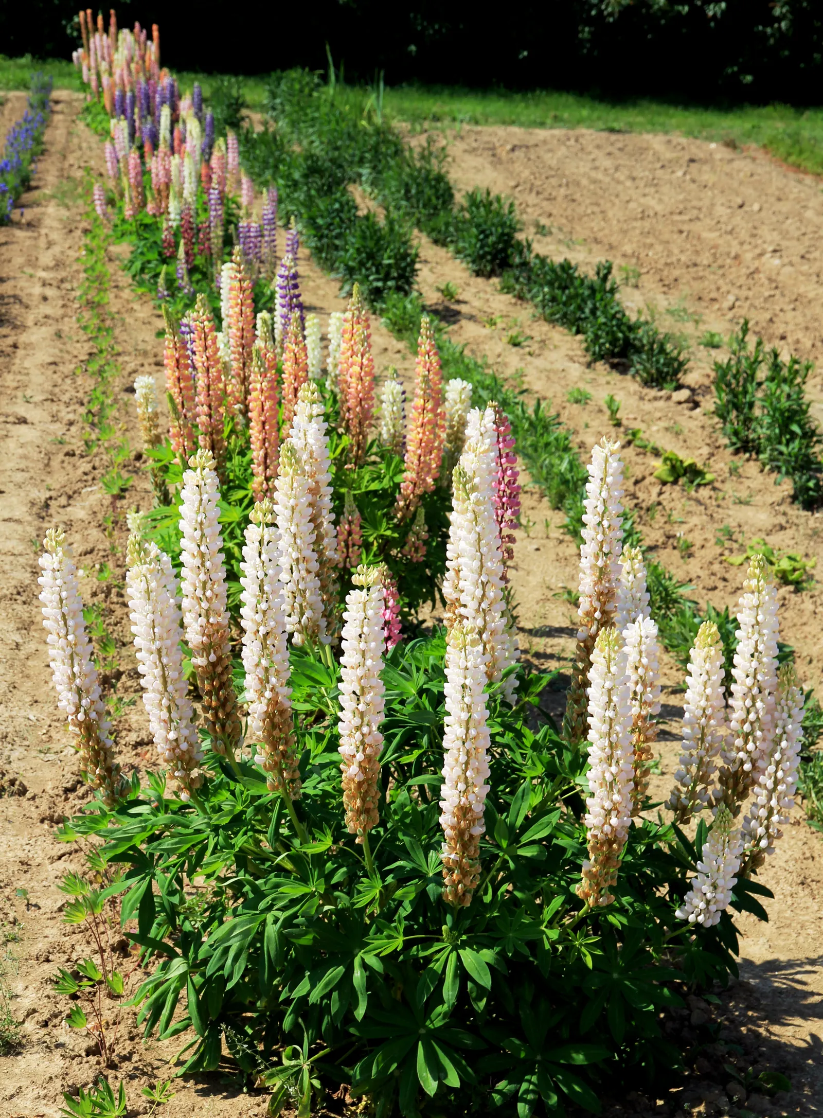 Meadow Lupine (Lupinus Polyphyllus) — Essential for a naturalistic design element or as an accent in meadow-inspired landscapes; with a spread of, image 146