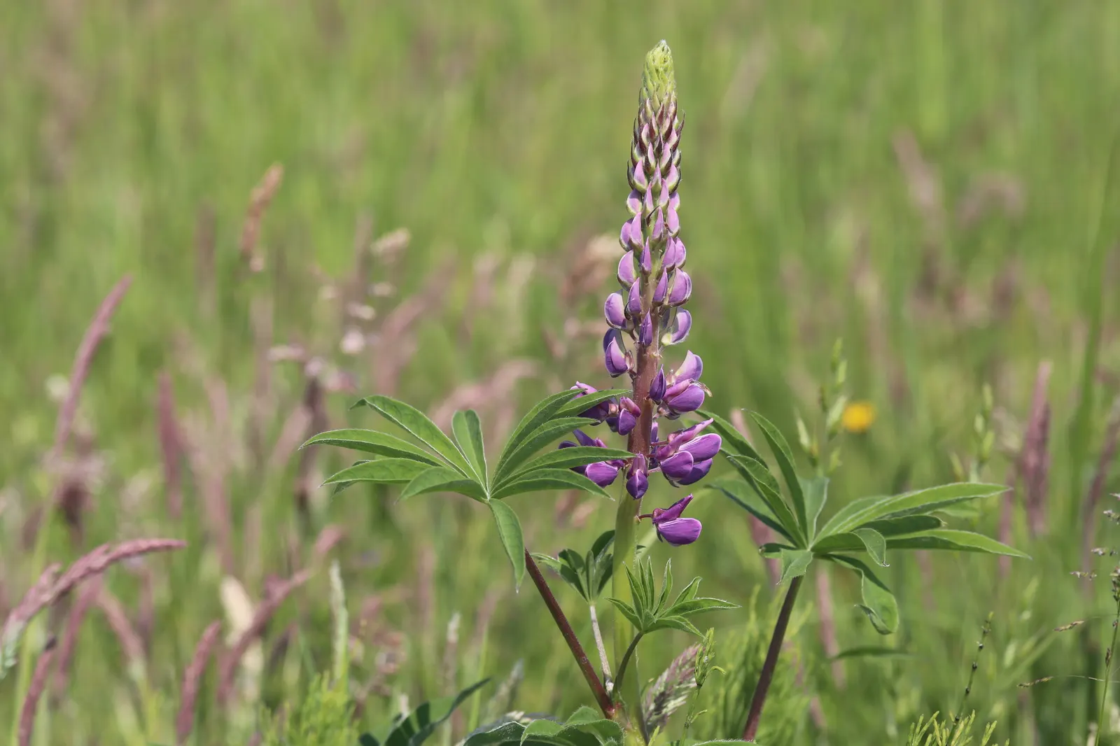 Meadow Lupine (Lupinus Polyphyllus) — preferring slightly acidic to neutral pH levels; this sun-loving legume prefers well-drained soil, enhances, image 101