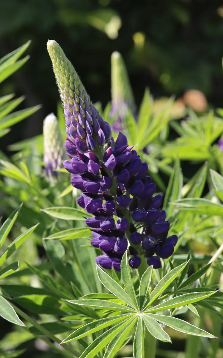 Meadow Lupine (Lupinus Polyphyllus) — The floral hues range from deep blues and purples to pinks and whites; this plant does require adequate space, image 99