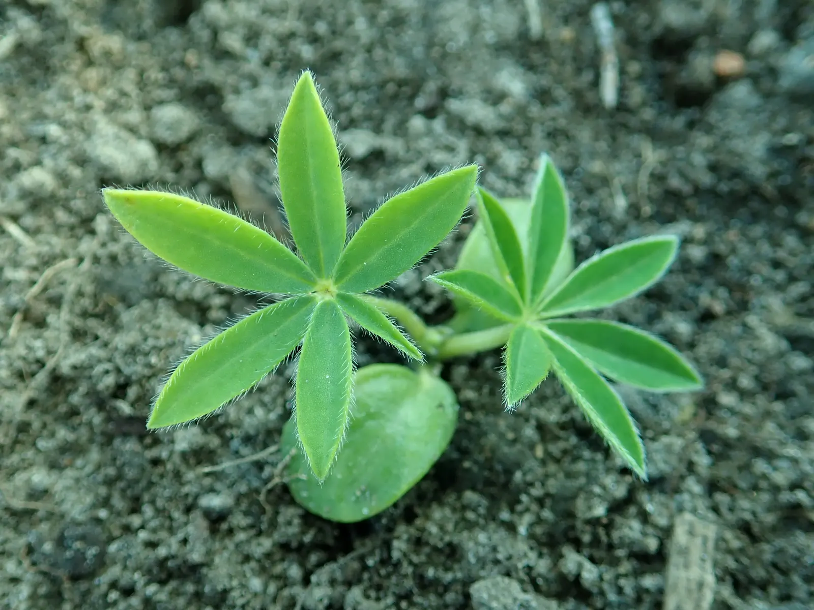 Meadow Lupine (Lupinus Polyphyllus) — Essential for a naturalistic design element or as an accent in meadow-inspired landscapes; with a spread of, image 62