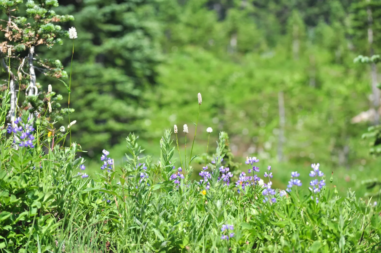 Meadow Lupine (Lupinus Polyphyllus) — This plant does require adequate space to flourish due to its bushy habit; with a spread of approximately 1, image 102
