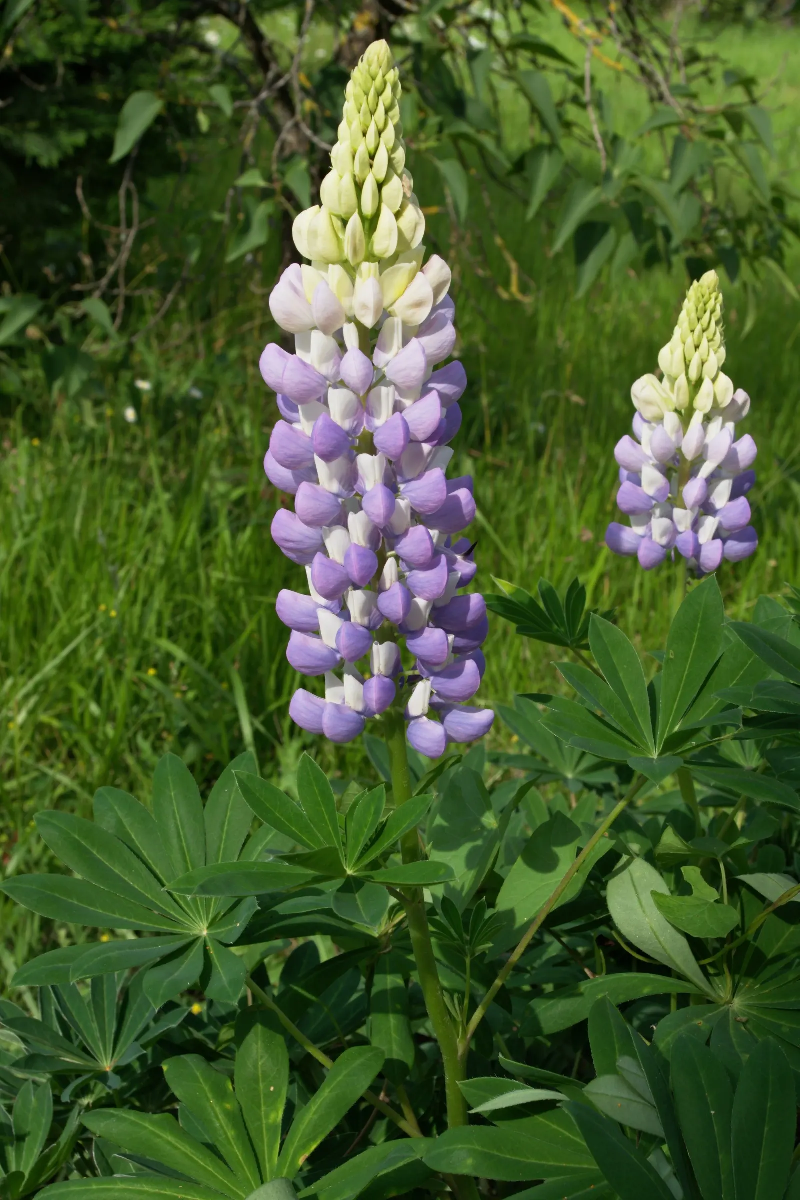 Meadow Lupine (Lupinus Polyphyllus) — Lupinus polyphyllus does best in well-drained soils; the Meadow Lupine is a splendid addition that promises to captivate