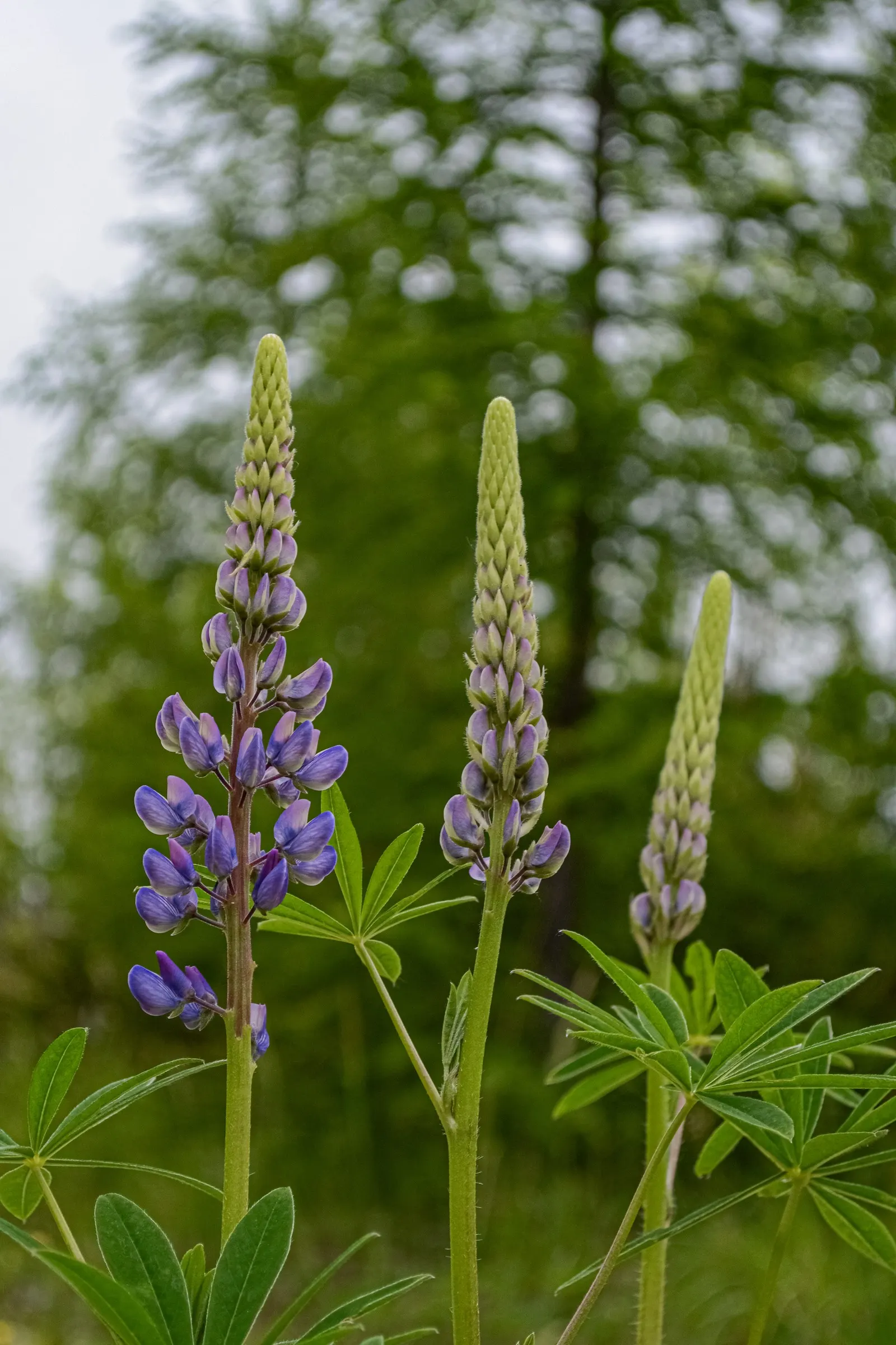 Meadow Lupine (Lupinus Polyphyllus) — is a standout with its vibrant spires of pea-like flowers; the Meadow Lupine is a splendid addition that, image 176