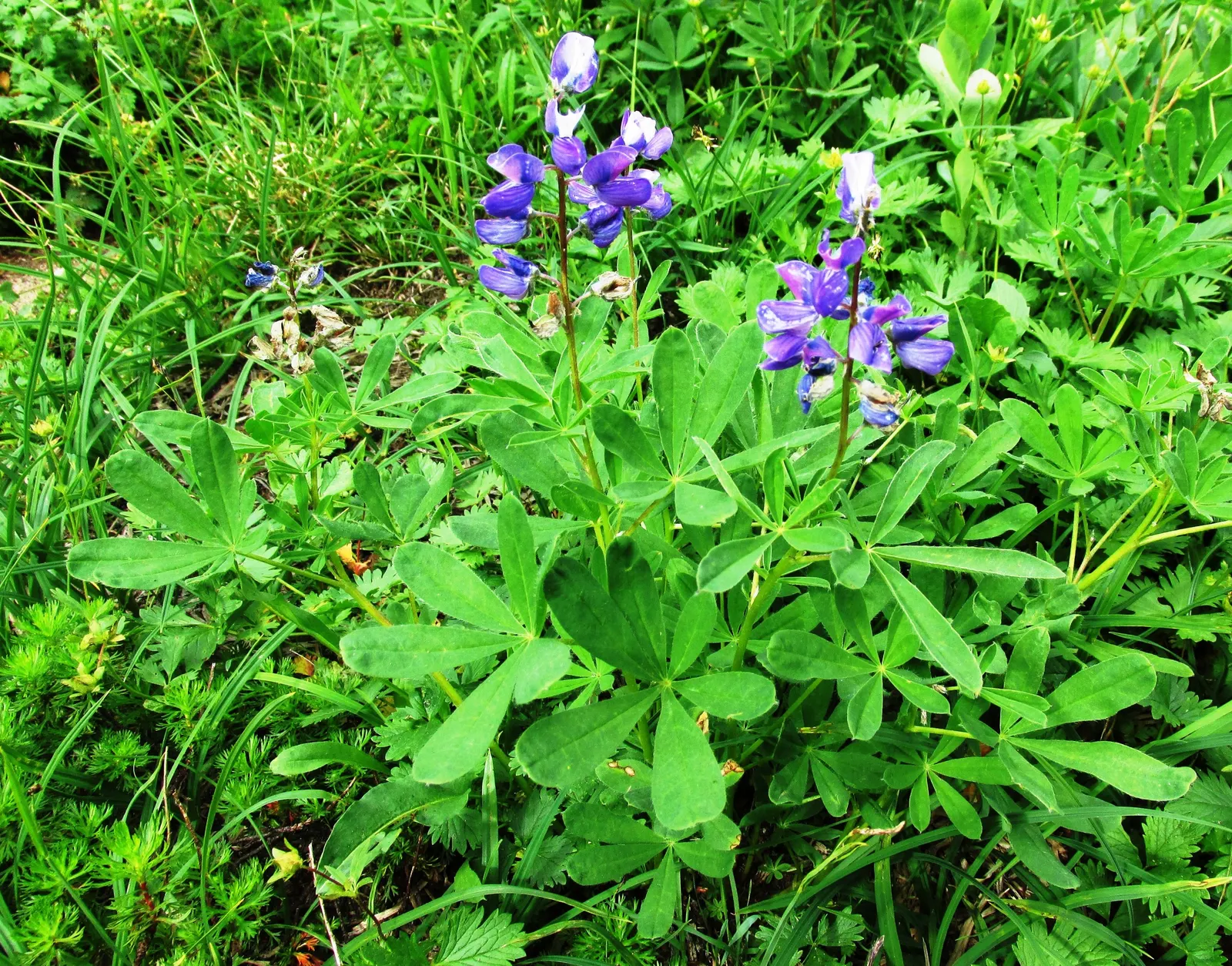 Meadow Lupine (Lupinus Polyphyllus) — Essential for a naturalistic design element or as an accent in meadow-inspired landscapes; with a spread of, image 118