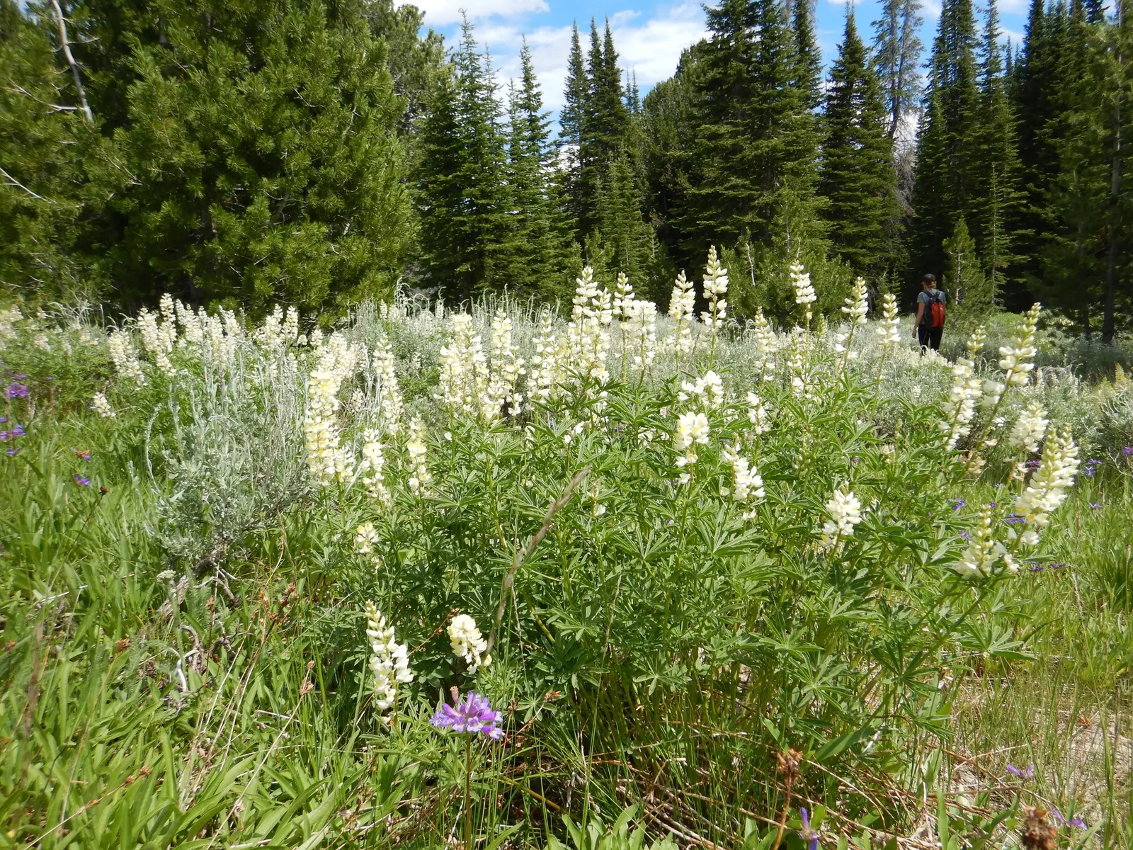 Meadow Lupine (Lupinus Polyphyllus) — blue and lavender and pink and purple flowers in the garden