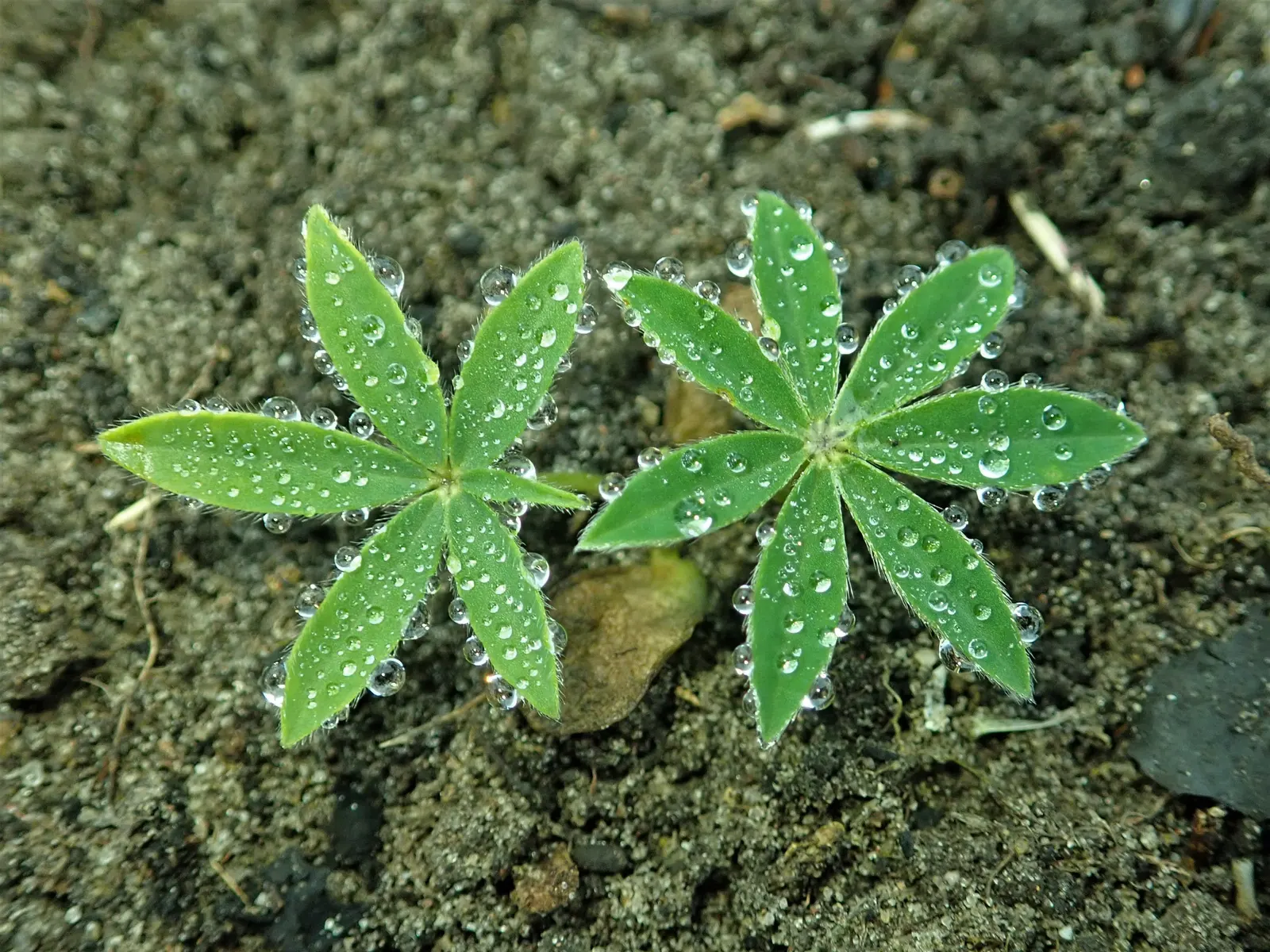 Meadow Lupine (Lupinus Polyphyllus) — Meadow Lupine (Lupinus polyphyllus) is a perennial wildflower; this sun-loving legume prefers well-drained, image 169