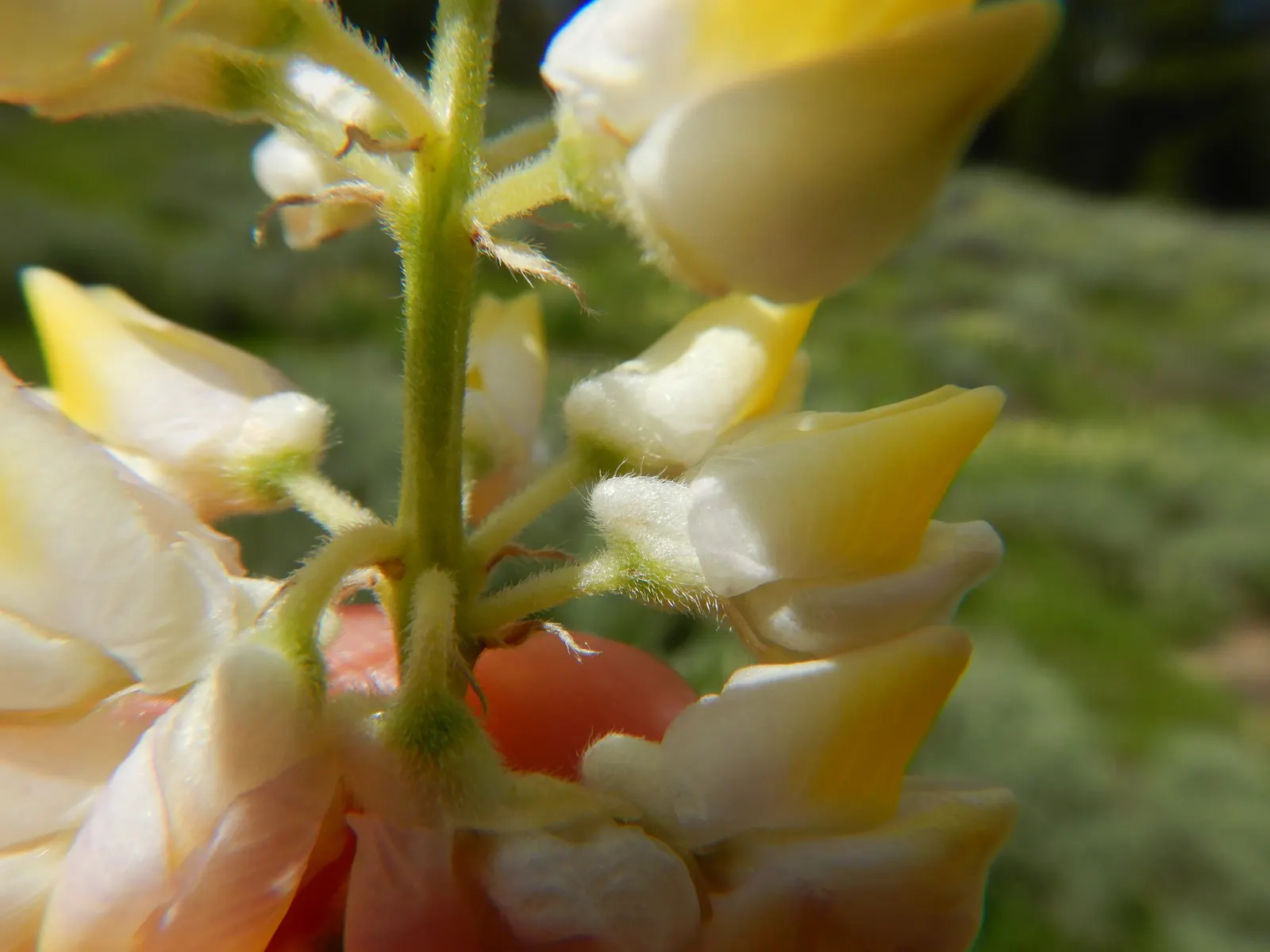 Meadow Lupine (Lupinus Polyphyllus) — Thriving in USDA zones 3-9, it reaches 3-4 feet high and 18-24 inches wide; this plant does require adequate, image 87