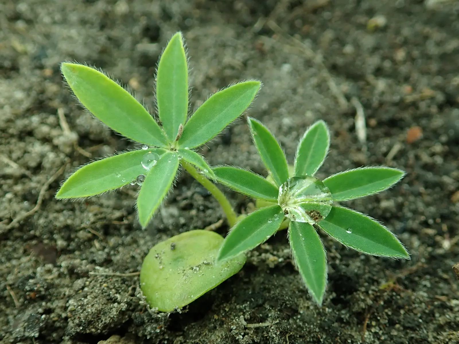 Meadow Lupine (Lupinus Polyphyllus) — making it a dual-purpose choice for enriching garden ecosystems