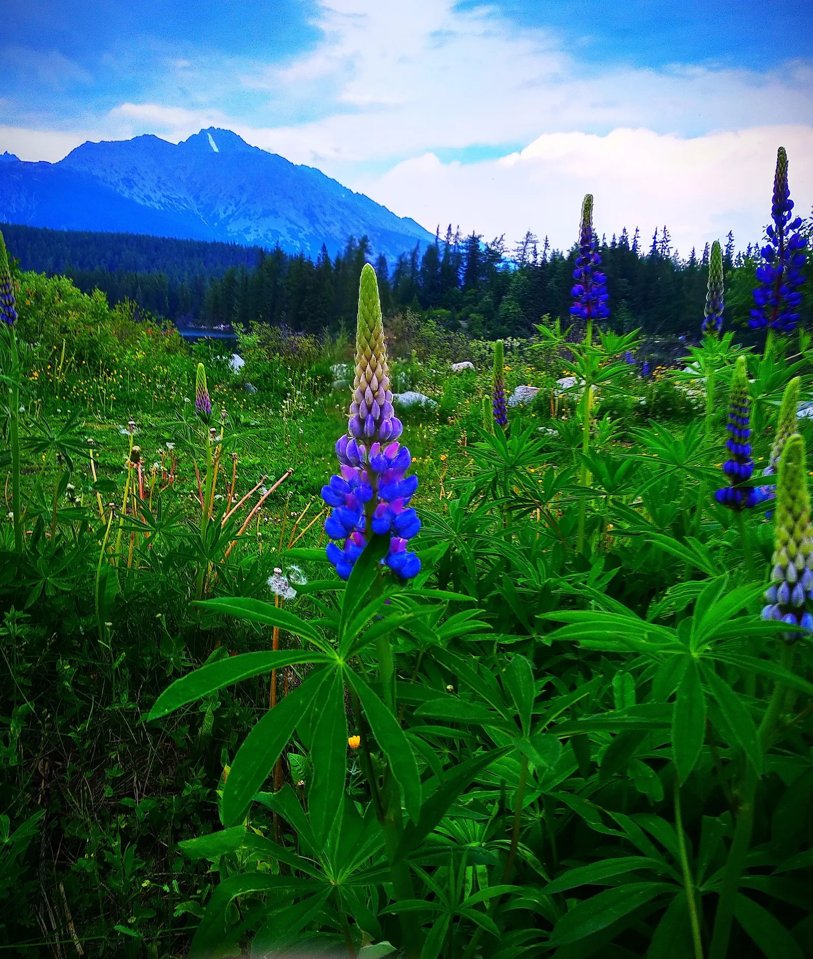 Meadow Lupine (Lupinus Polyphyllus) — Meadow Lupine is often lauded for its ability to fix nitrogen in the soil; with a spread of approximately 1, image 190