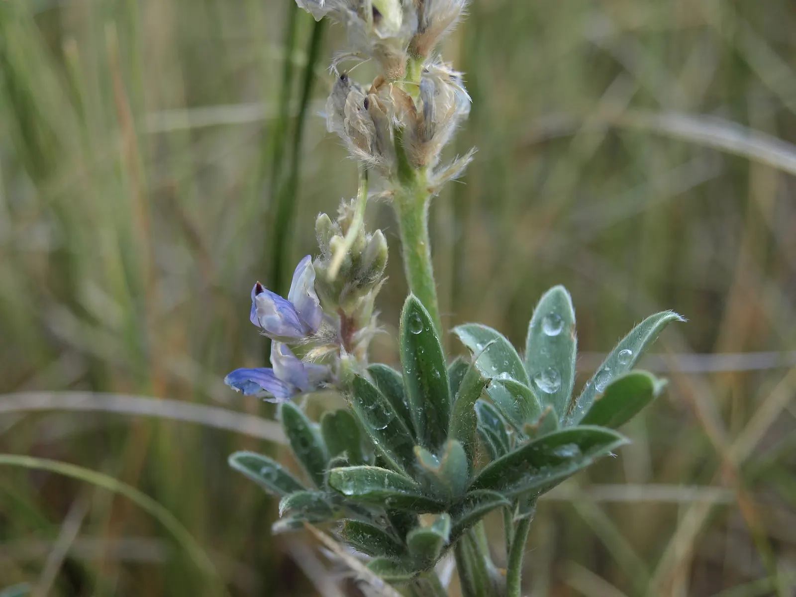 Meadow Lupine (Lupinus Polyphyllus) — Meadow Lupine is often lauded for its ability to fix nitrogen in the soil; with a spread of approximately 1, image 106