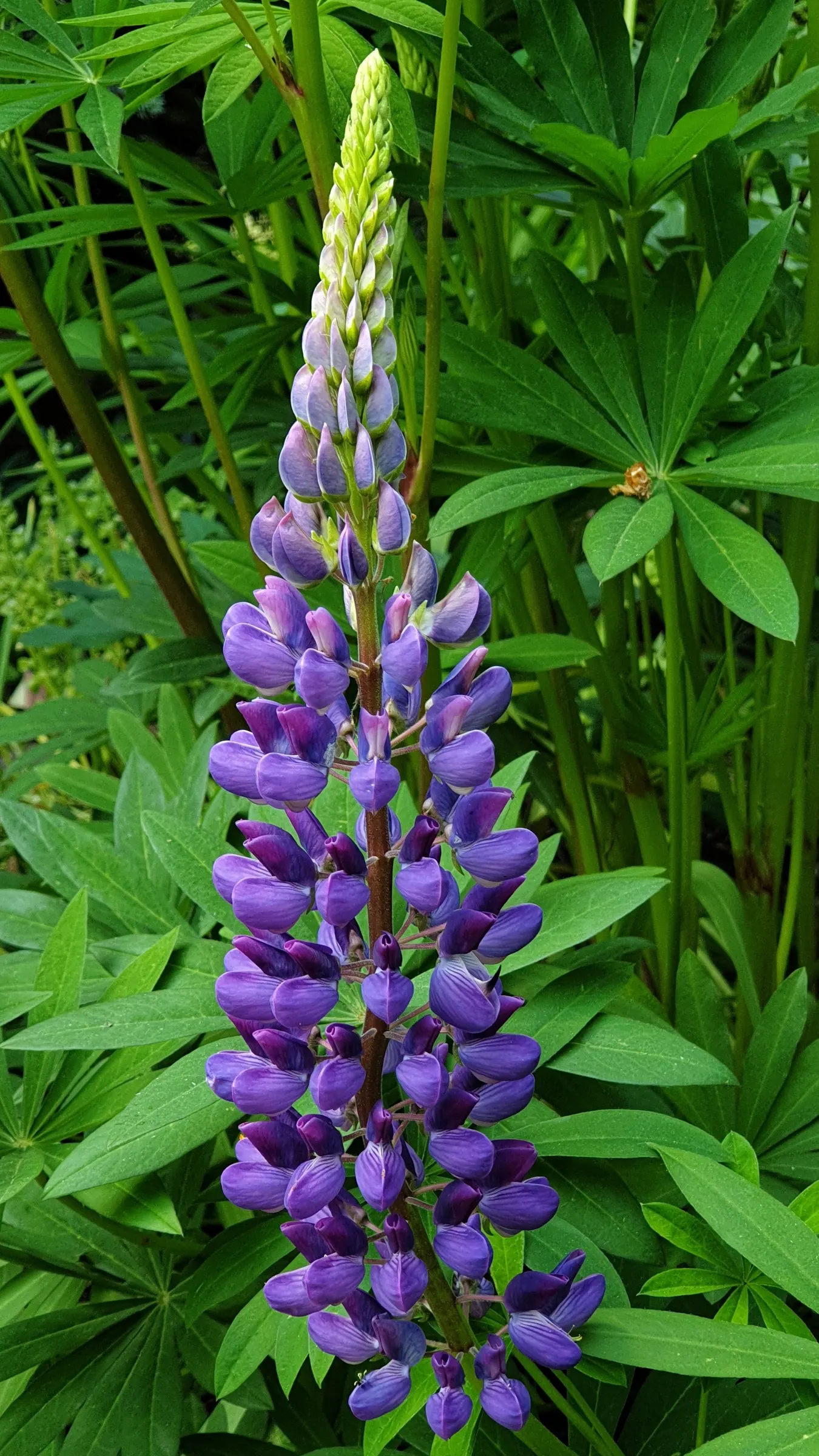 Meadow Lupine (Lupinus Polyphyllus) — annual for full; the Meadow Lupine is a splendid addition that promises to captivate the eye and benefit the garden