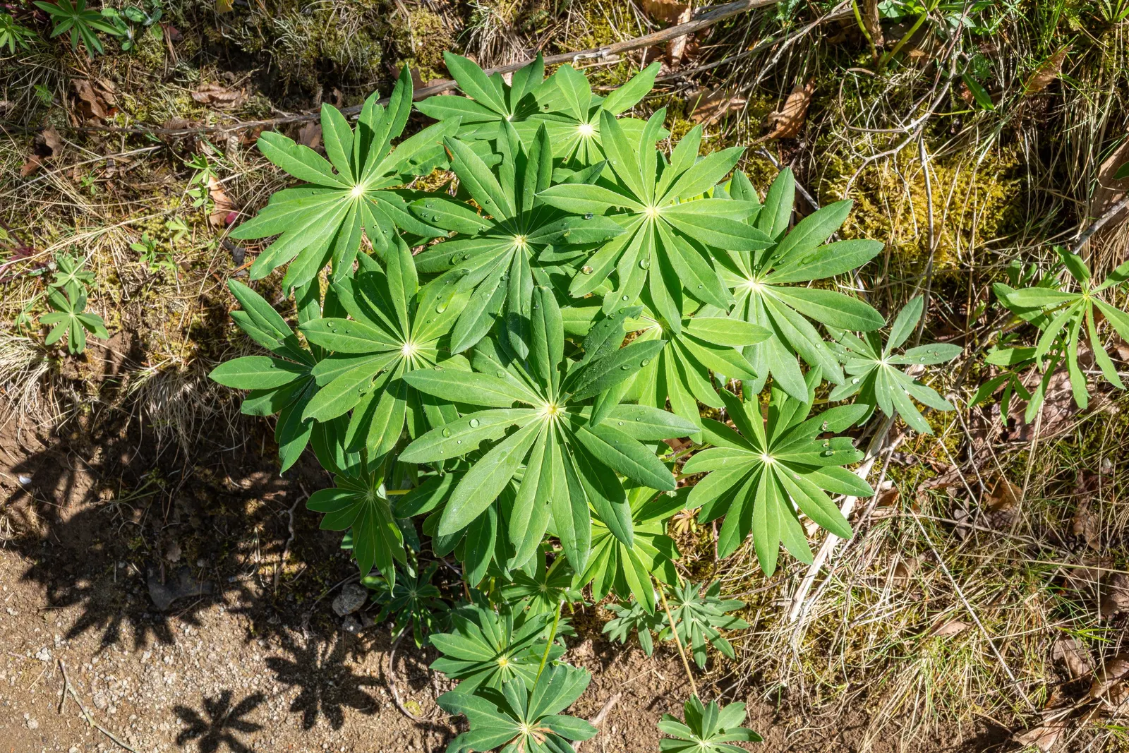 Meadow Lupine (Lupinus Polyphyllus) — is a standout with its vibrant spires of pea-like flowers