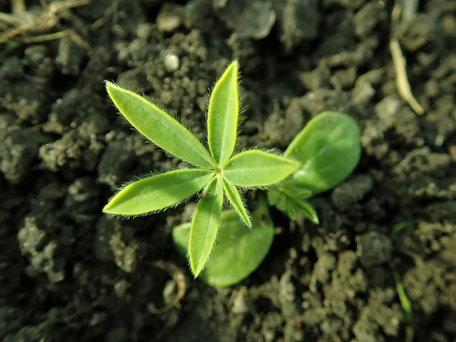Meadow Lupine (Lupinus Polyphyllus) — This species thrives in USDA hardiness zones 3 through 9; this sun-loving legume prefers well-drained soil, image 125