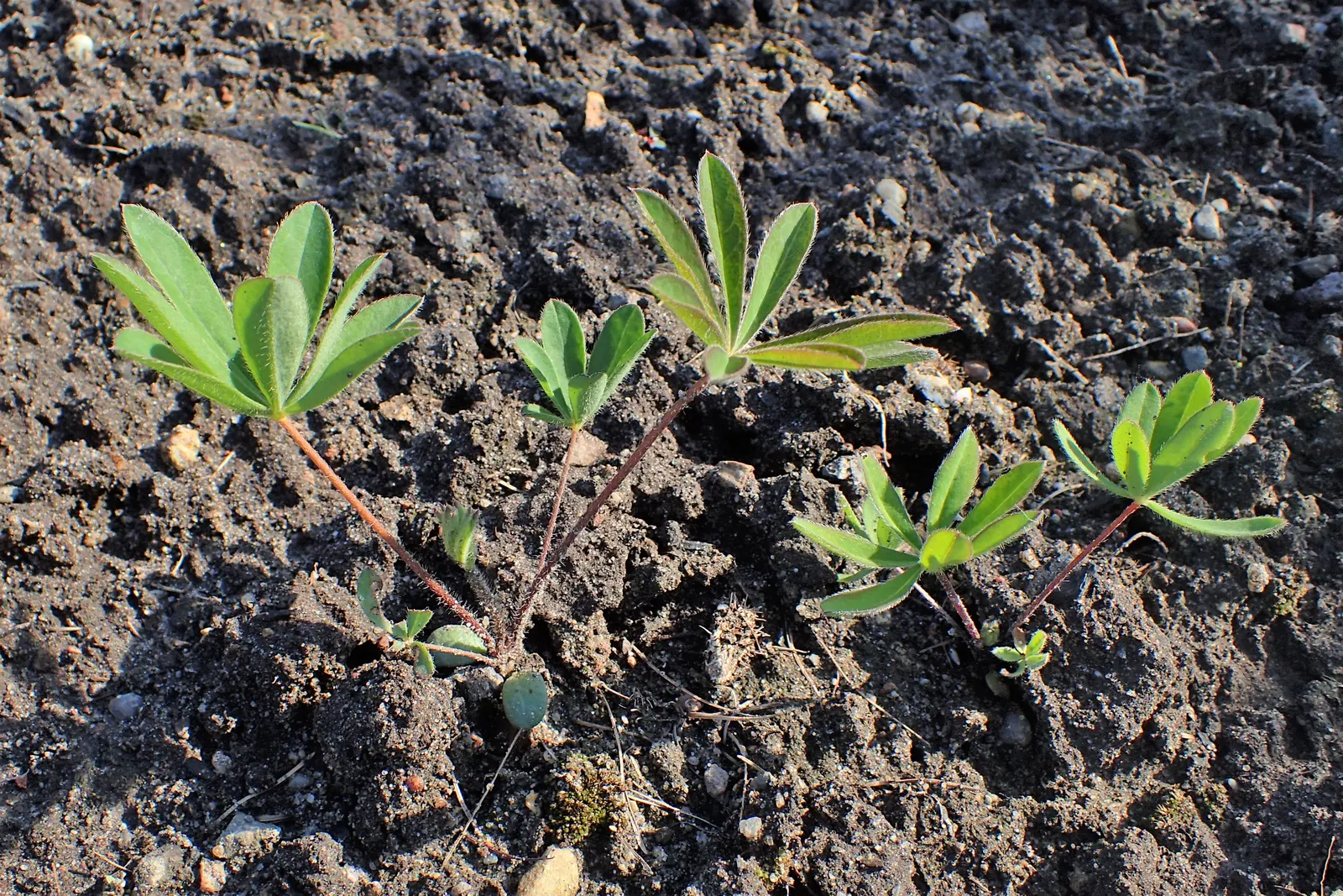Meadow Lupine (Lupinus Polyphyllus) — preferring slightly acidic to neutral pH levels