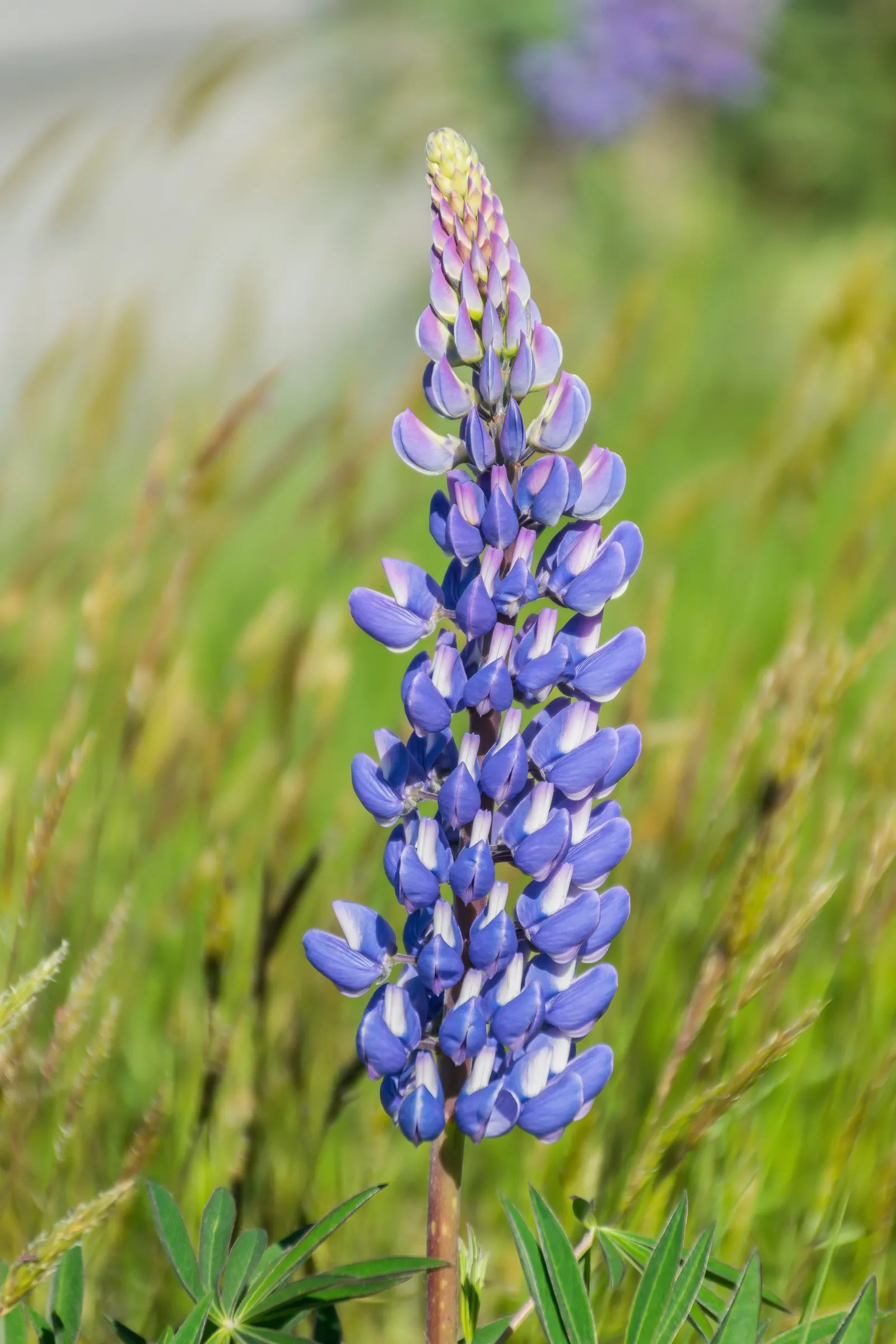 Meadow Lupine (Lupinus Polyphyllus) — it creates a striking vertical accent