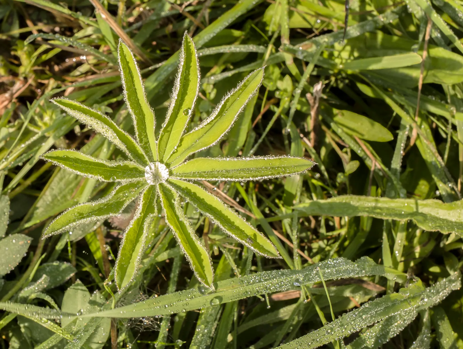 Meadow Lupine (Lupinus Polyphyllus) — This sun-loving legume prefers well-drained soil, enhances nitrogen levels, and attracts pollinators; the Meadow Lupine