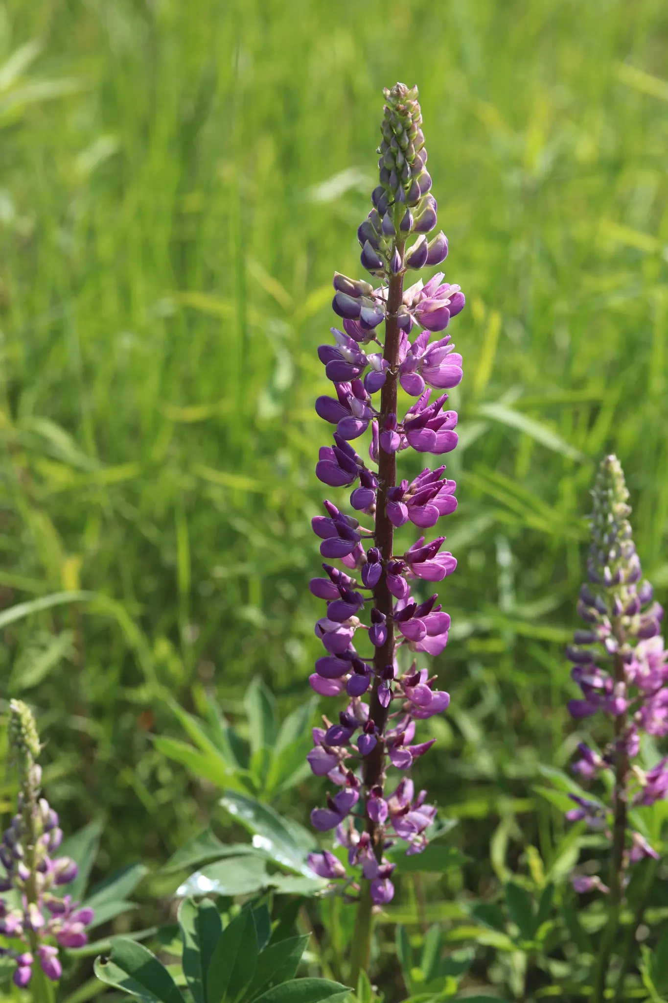 Meadow Lupine (Lupinus Polyphyllus) — Thriving in USDA zones 3-9, it reaches 3-4 feet high and 18-24 inches wide; this plant does require adequate, image 115