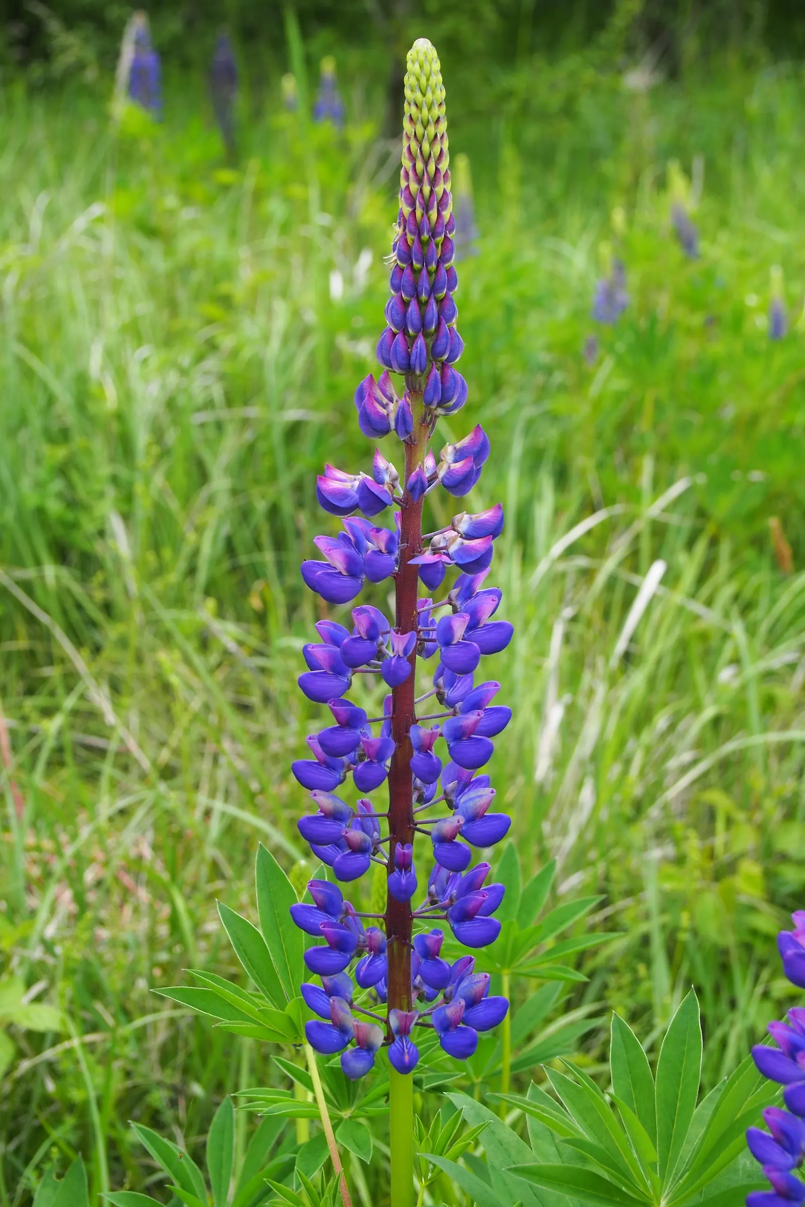 Meadow Lupine (Lupinus Polyphyllus) — making it a versatile choice for many climate conditions.<br><br>Equipped with palmately compound leaves, image 154