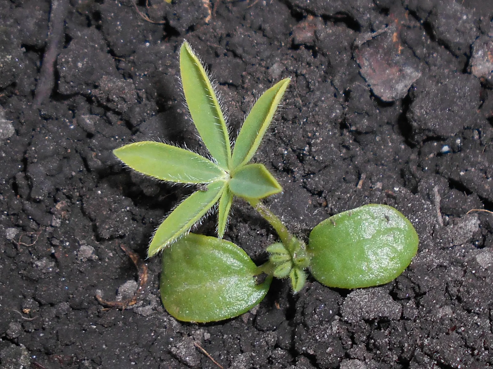 Meadow Lupine (Lupinus Polyphyllus) — preferring slightly acidic to neutral pH levels; this sun-loving legume prefers well-drained soil, enhances, image 157