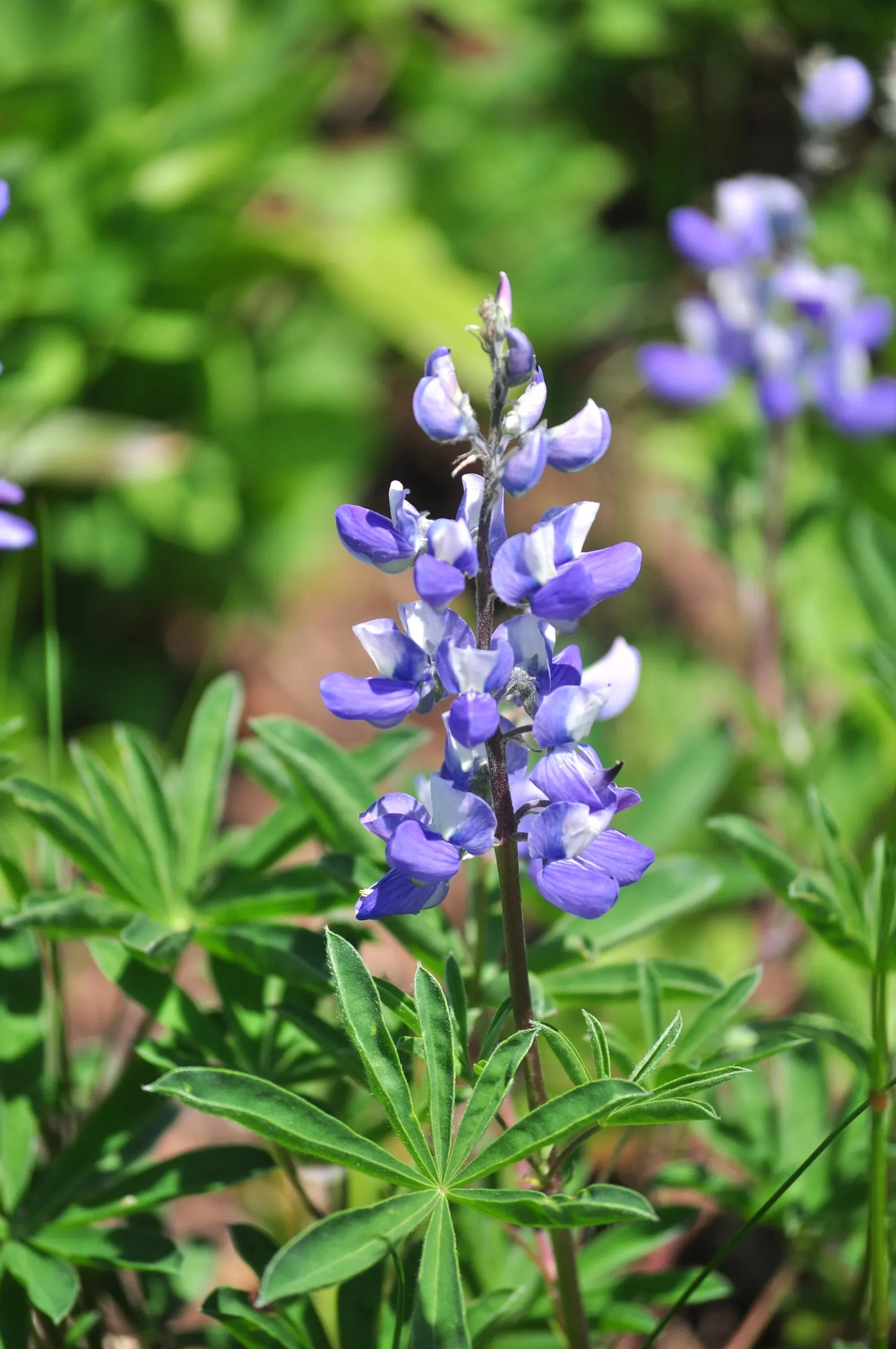 Meadow Lupine (Lupinus Polyphyllus) — When composing garden spaces; this sun-loving legume prefers well-drained soil, enhances nitrogen levels, and attracts