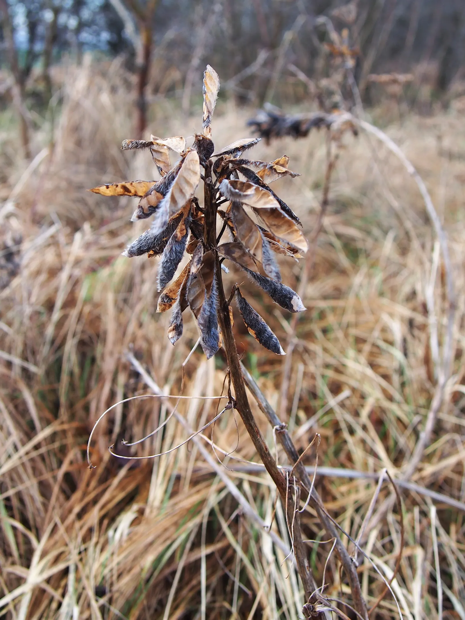 Meadow Lupine (Lupinus Polyphyllus) — making it a versatile choice for many climate conditions.<br><br>Equipped with palmately compound leaves, image 126