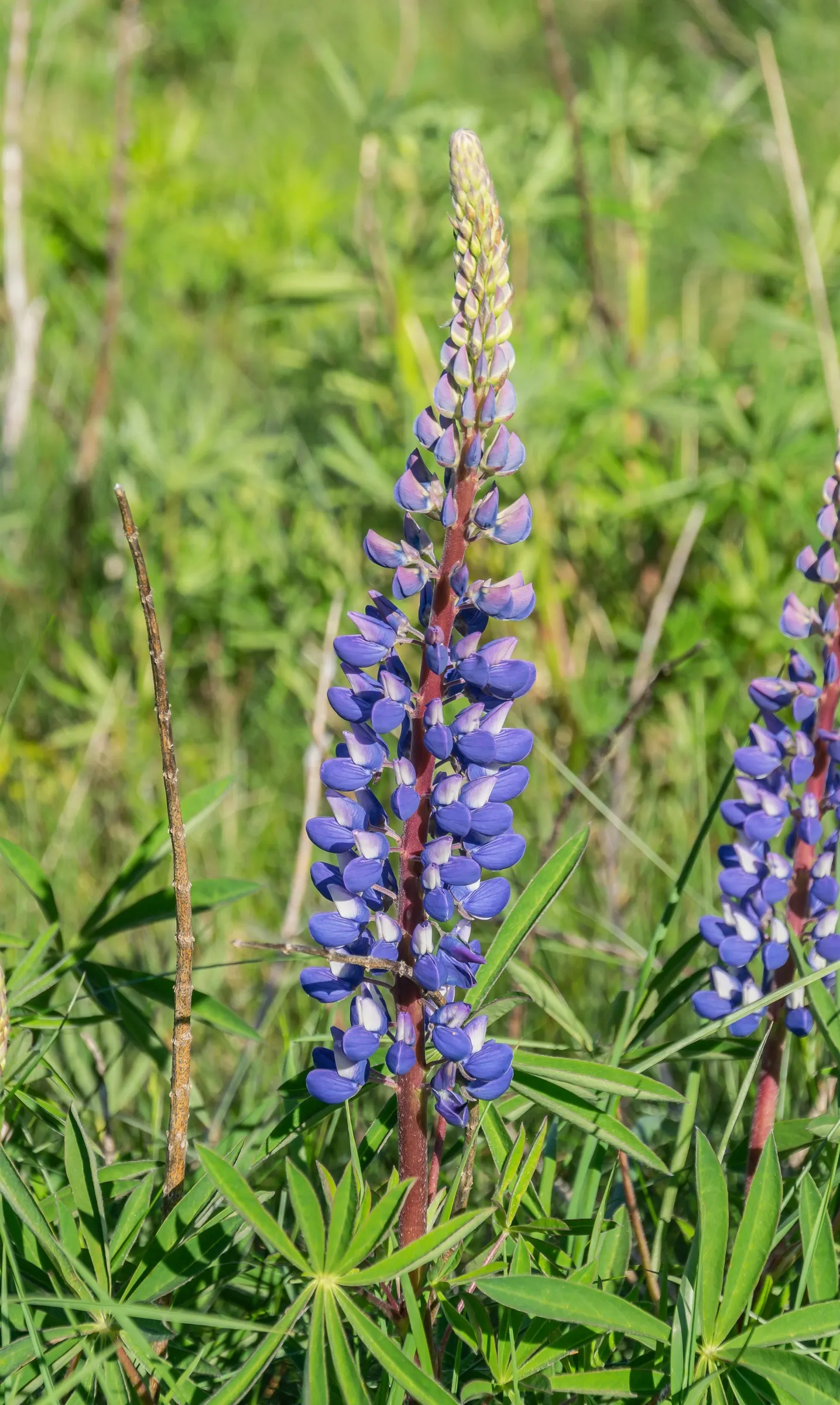 Meadow Lupine (Lupinus Polyphyllus) — The floral hues range from deep blues and purples to pinks and whites; this plant does require adequate space, image 127