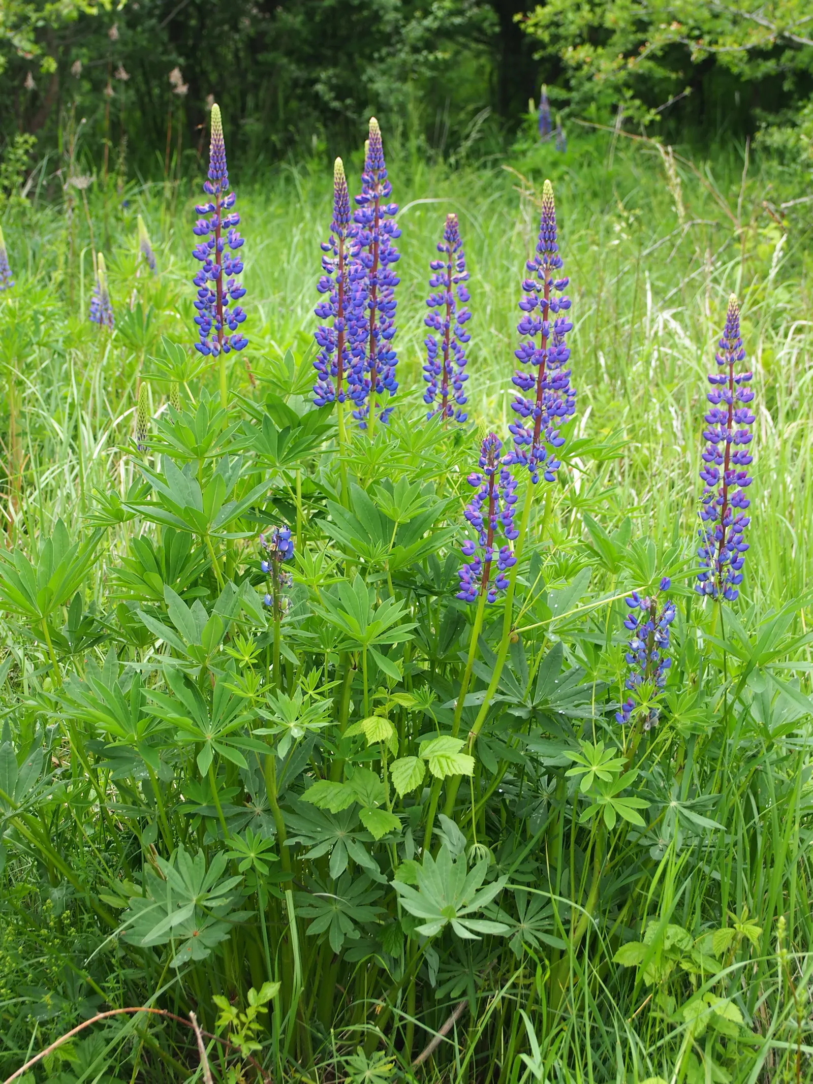 Meadow Lupine (Lupinus Polyphyllus) — Lupinus polyphyllus does best in well-drained soils; the Meadow Lupine is a splendid addition that promises, image 72