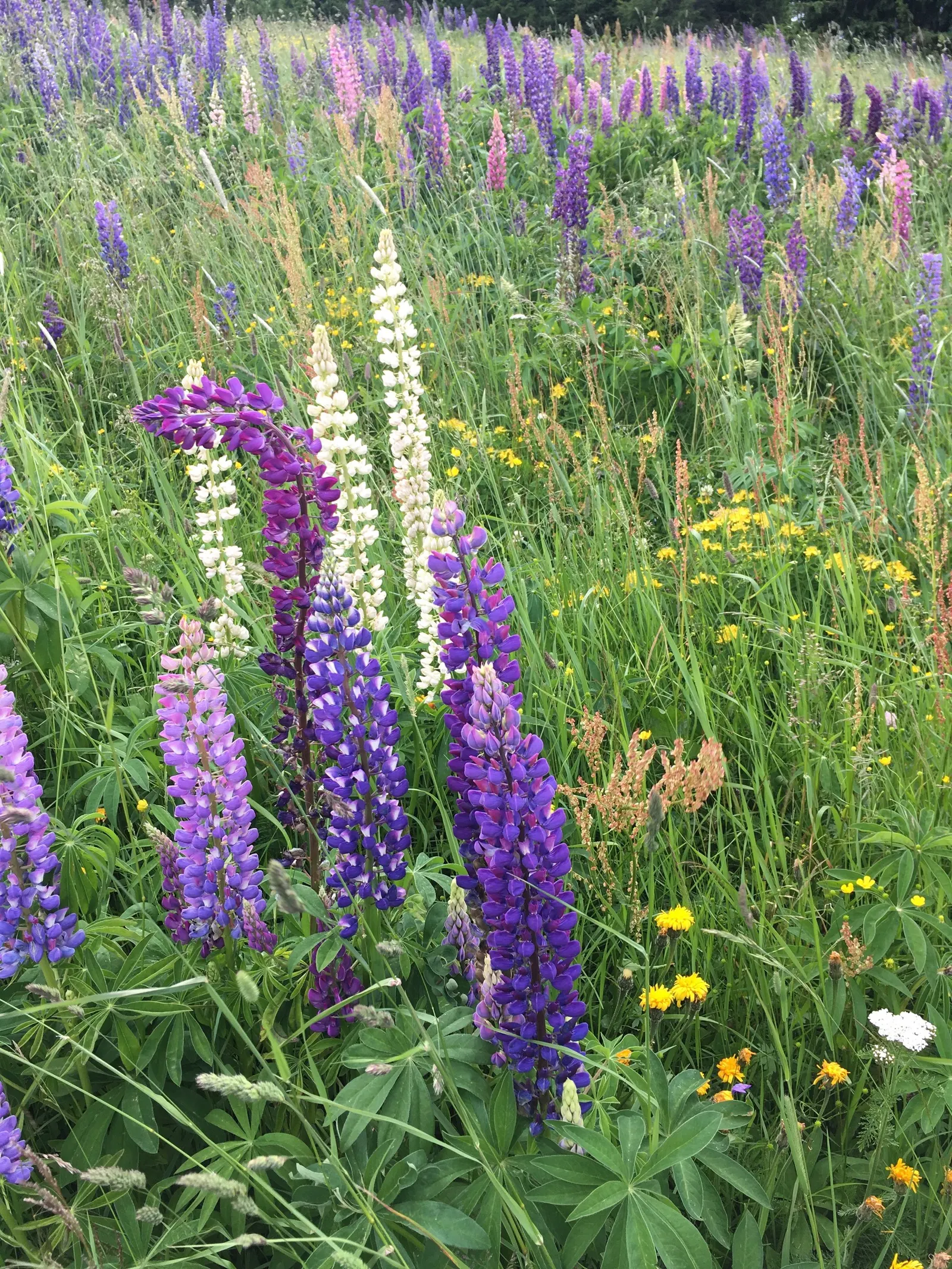 Meadow Lupine (Lupinus Polyphyllus) — making it a versatile choice for many climate conditions.<br><br>Equipped with palmately compound leaves, image 70