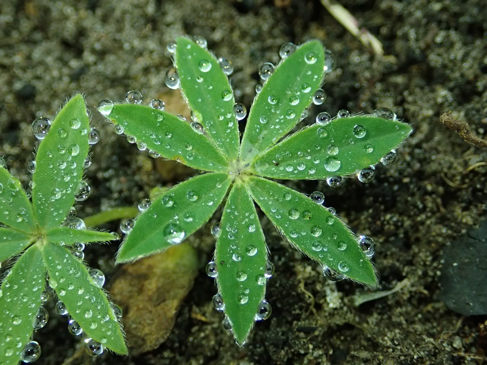 Meadow Lupine (Lupinus Polyphyllus) — with a spread of approximately 1 to 2 feet