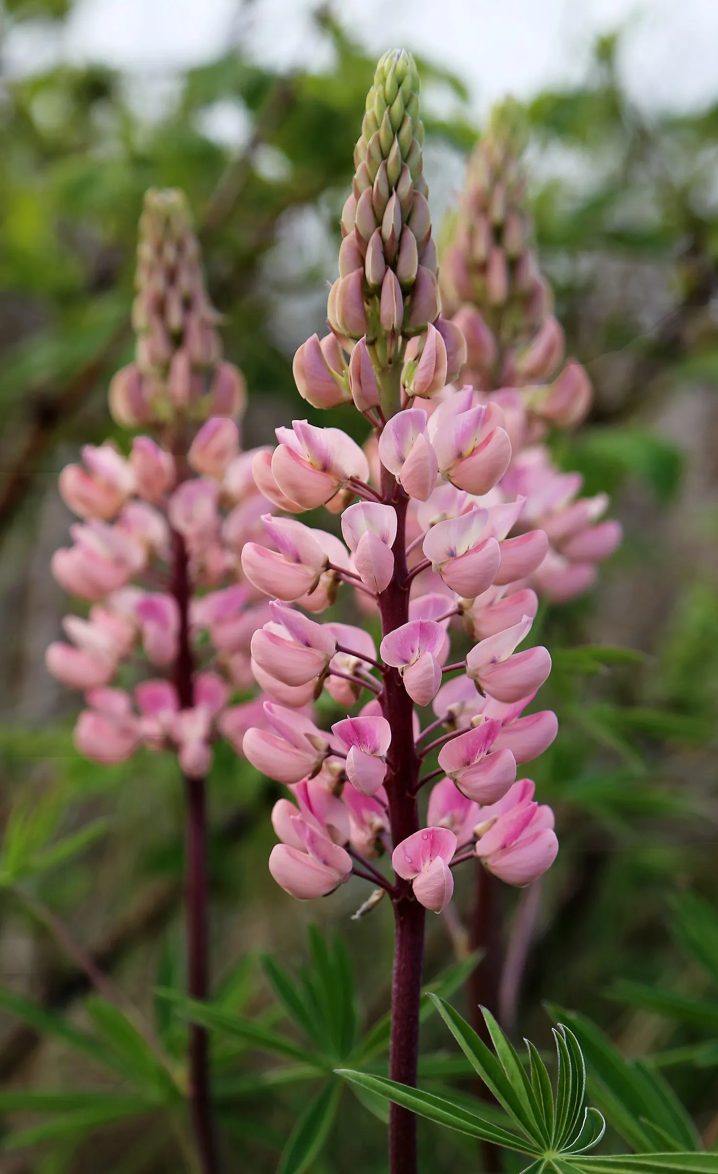 Meadow Lupine (Lupinus Polyphyllus) — Whether employed as a mass planting for a bold statement or dotted in clusters for moments of interest; the, image 136