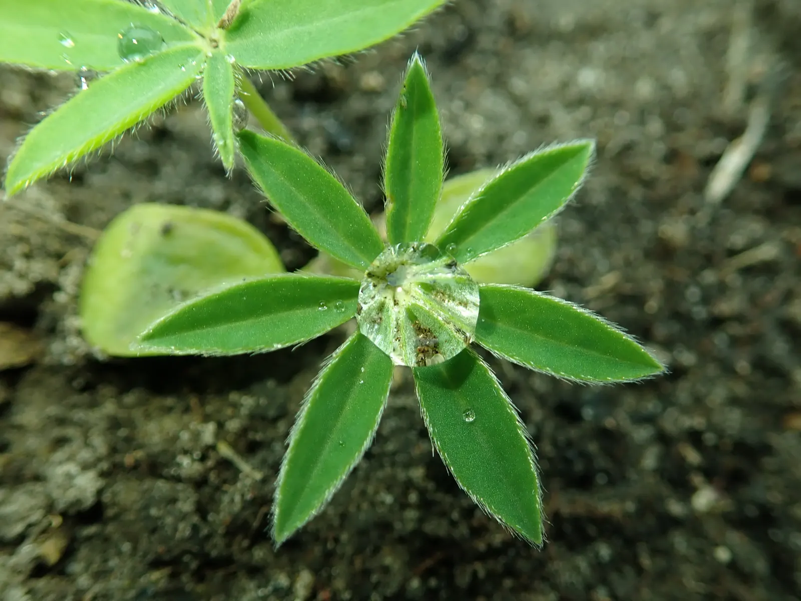 Meadow Lupine (Lupinus Polyphyllus) — This plant does require adequate space to flourish due to its bushy habit; with a spread of approximately 1, image 186
