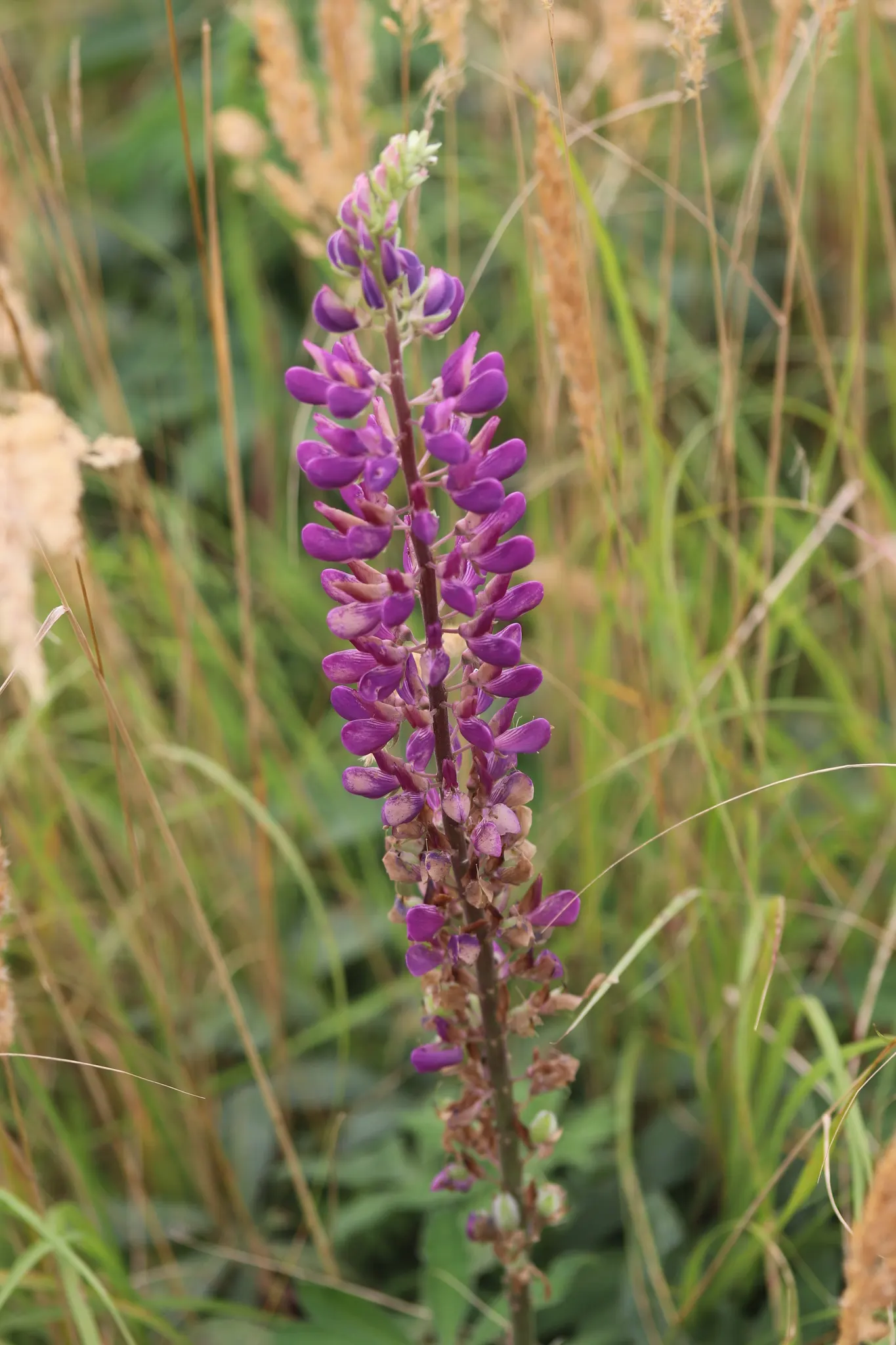 Meadow Lupine (Lupinus Polyphyllus) — is a standout with its vibrant spires of pea-like flowers; the Meadow Lupine is a splendid addition that, image 148