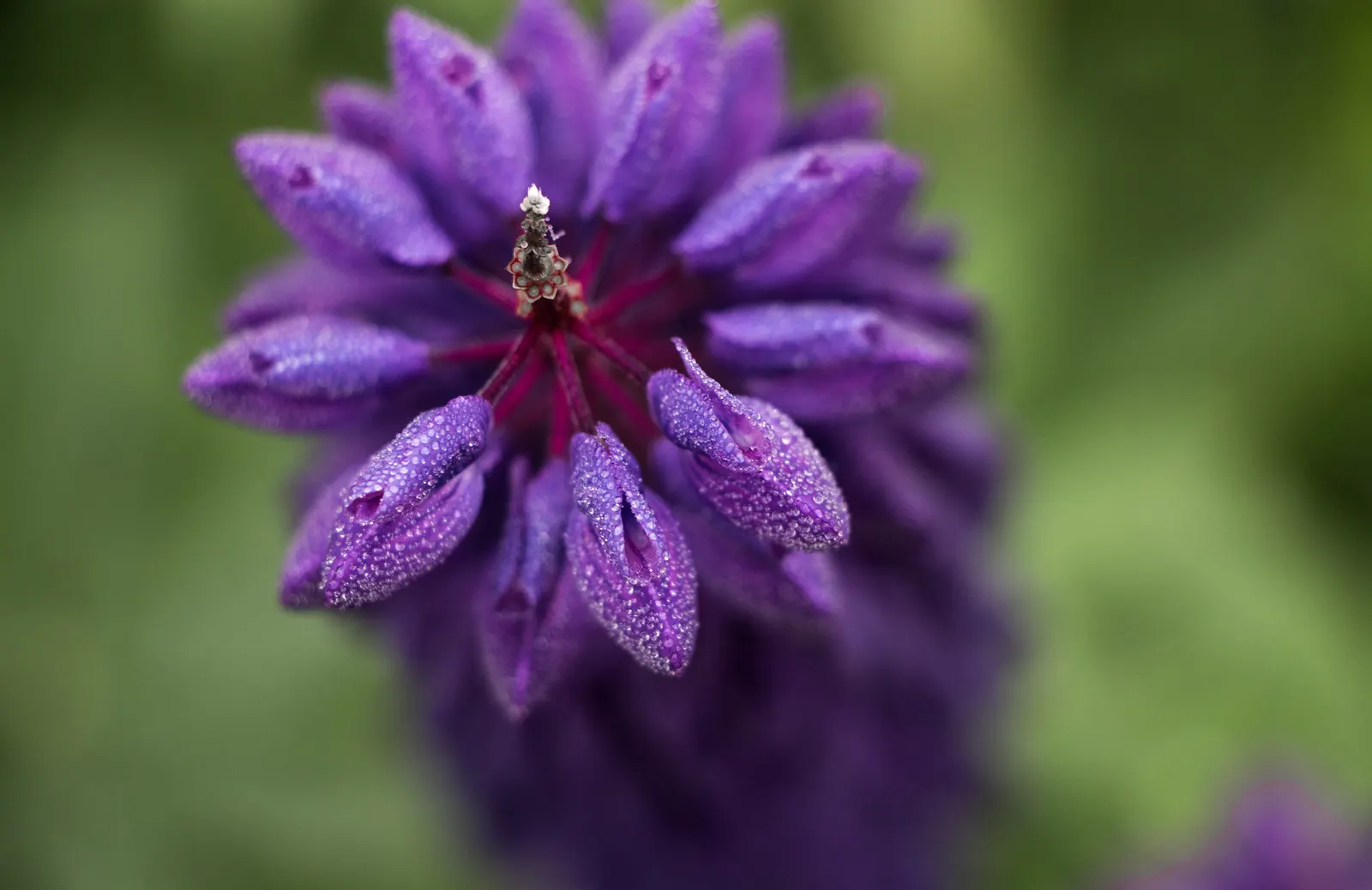 Meadow Lupine (Lupinus Polyphyllus) — the Meadow Lupine is a splendid addition that promises to captivate the eye and benefit the garden, image 109