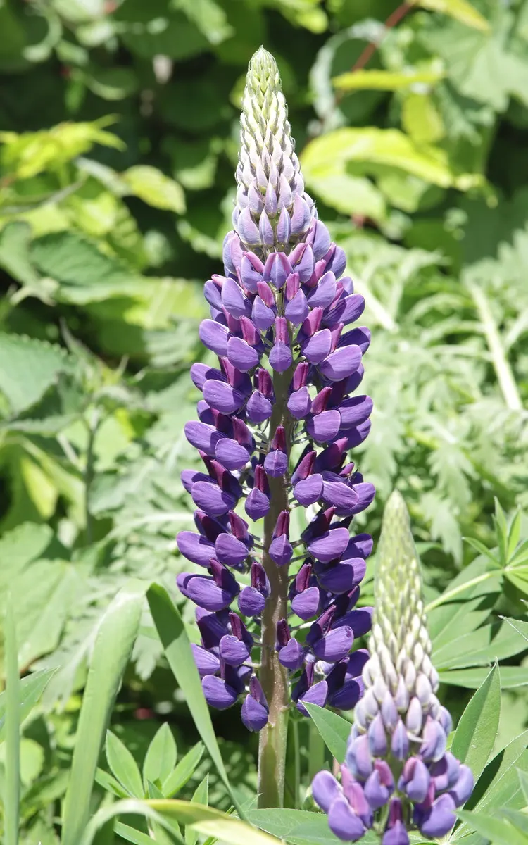 Meadow Lupine (Lupinus Polyphyllus) — Meadow Lupine (Lupinus polyphyllus) is a perennial wildflower; this sun-loving legume prefers well-drained, image 57