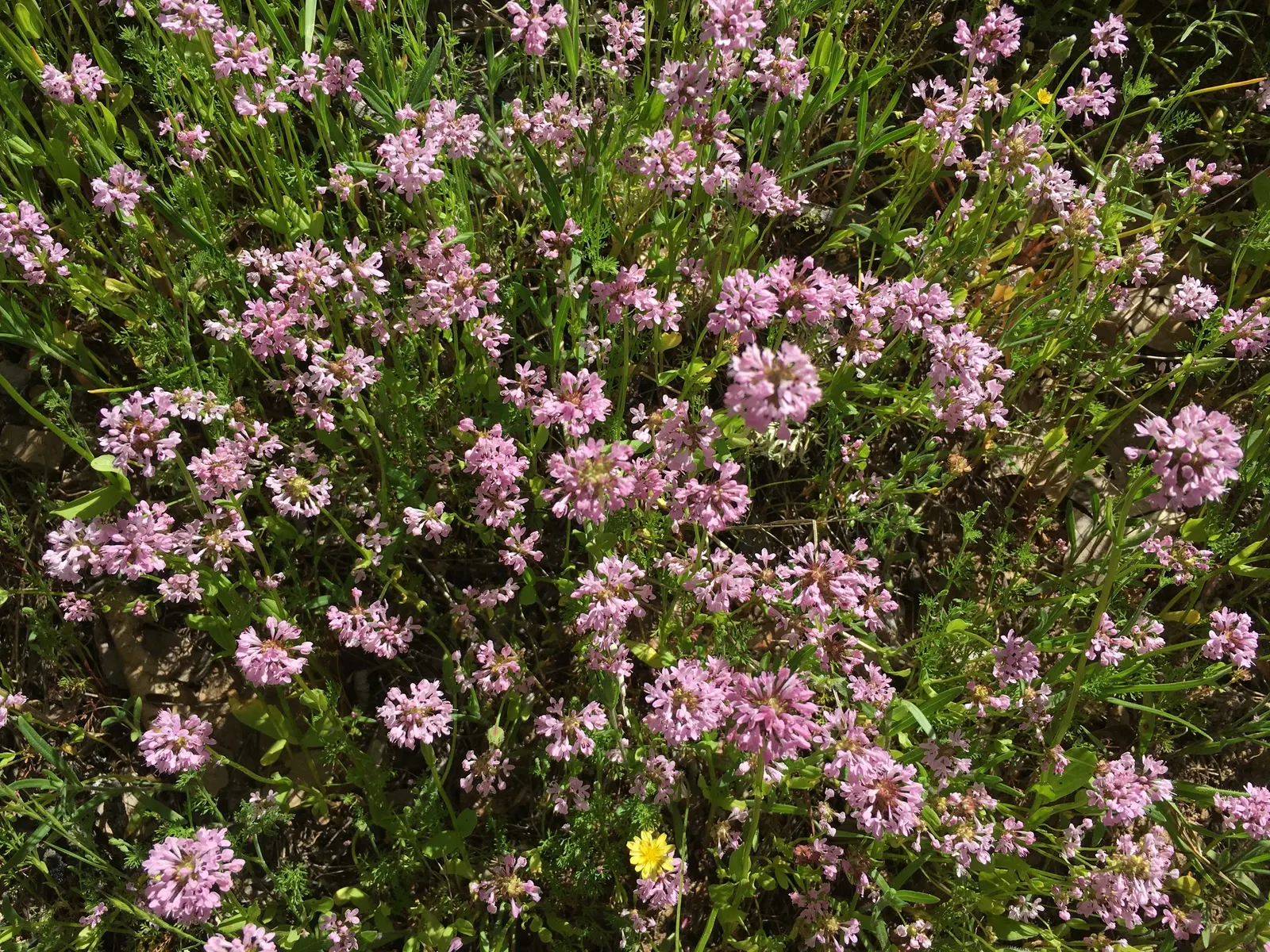 Meadow Lupine (Lupinus Polyphyllus) — adding a splash of color to any garden landscape; this sun-loving legume prefers well-drained soil, enhances, image 121