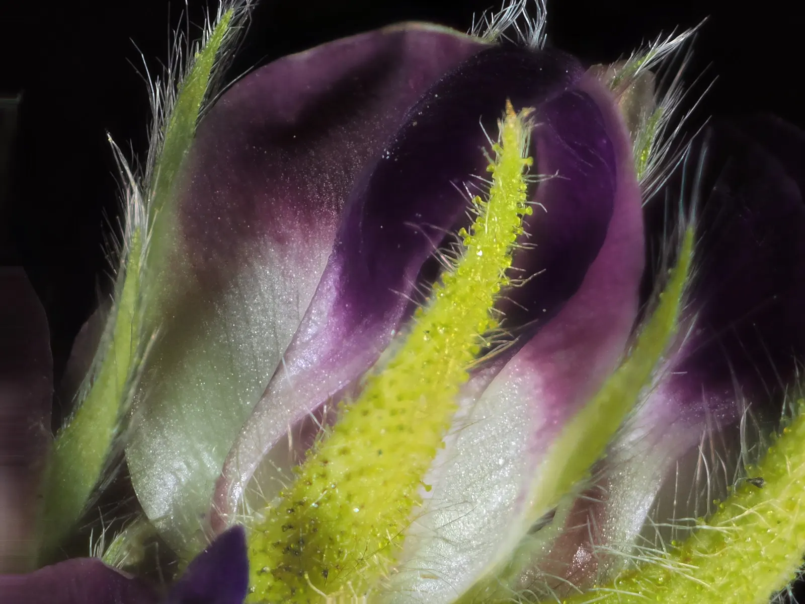Meadow Lupine (Lupinus Polyphyllus) — This species thrives in USDA hardiness zones 3 through 9; this sun-loving legume prefers well-drained soil, image 181