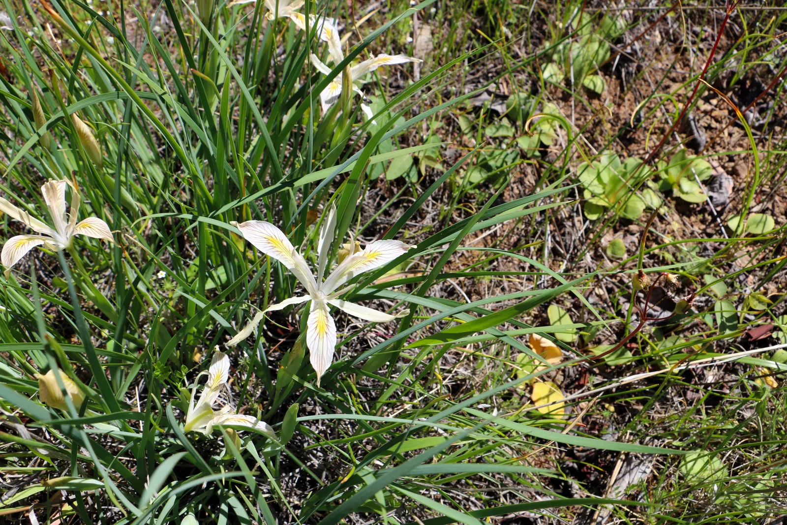 Meadow Lupine (Lupinus Polyphyllus) — Meadow Lupine (Lupinus polyphyllus); this plant does require adequate space to flourish due to its bushy habit, image 63