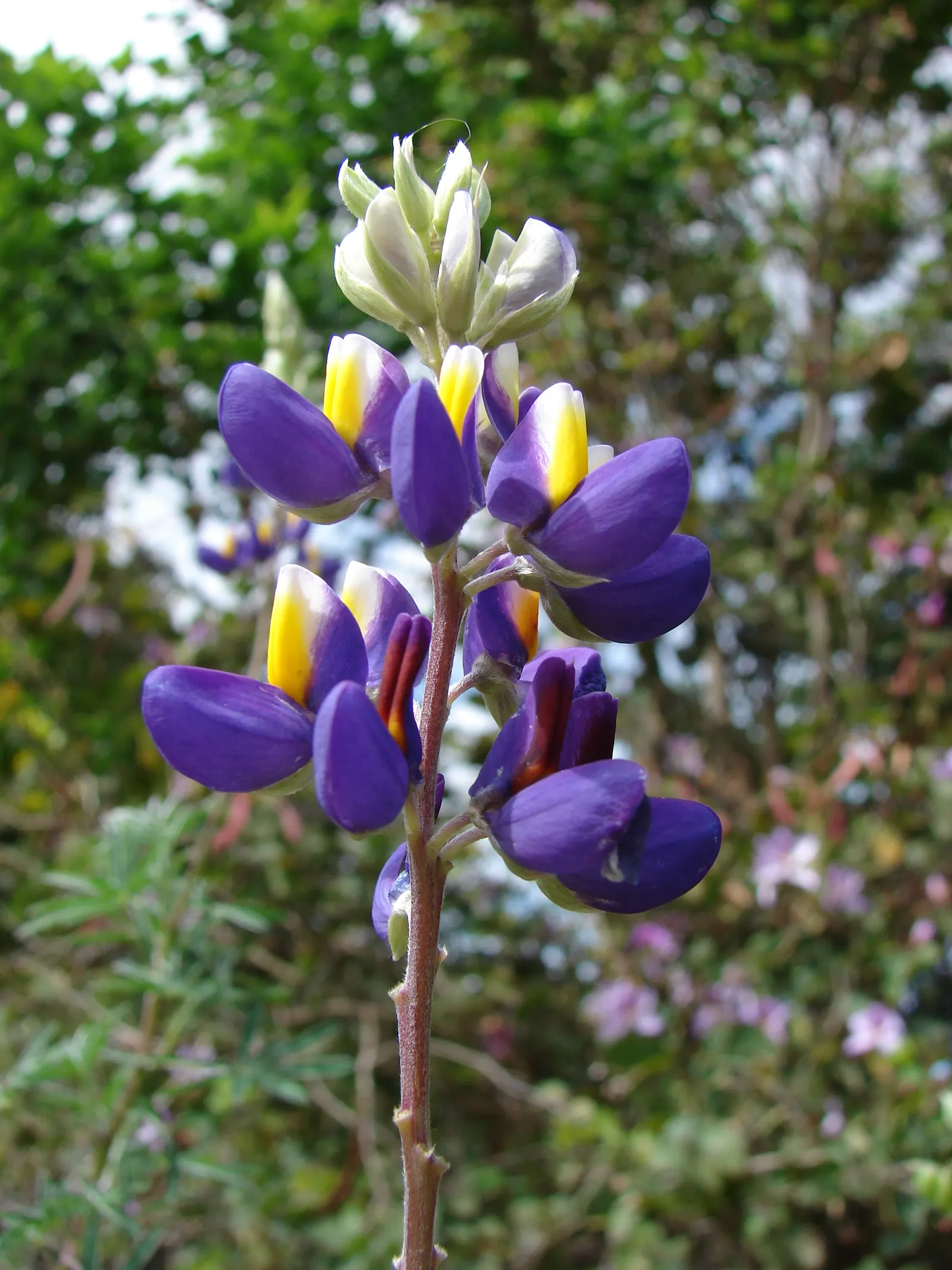Meadow Lupine (Lupinus Polyphyllus) — it creates a striking vertical accent; the Meadow Lupine is a splendid addition that promises to captivate, image 68