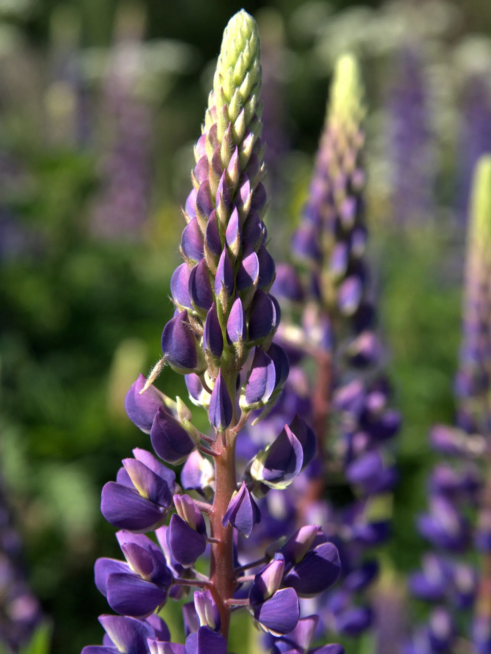 Meadow Lupine (Lupinus Polyphyllus) — blue and lavender and pink and purple flowers in the garden; with a spread of approximately 1 to 2 feet, image 110