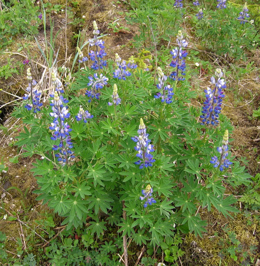Meadow Lupine (Lupinus Polyphyllus) — and benefits from regular watering; this plant does require adequate space to flourish due to its bushy habit, image 187