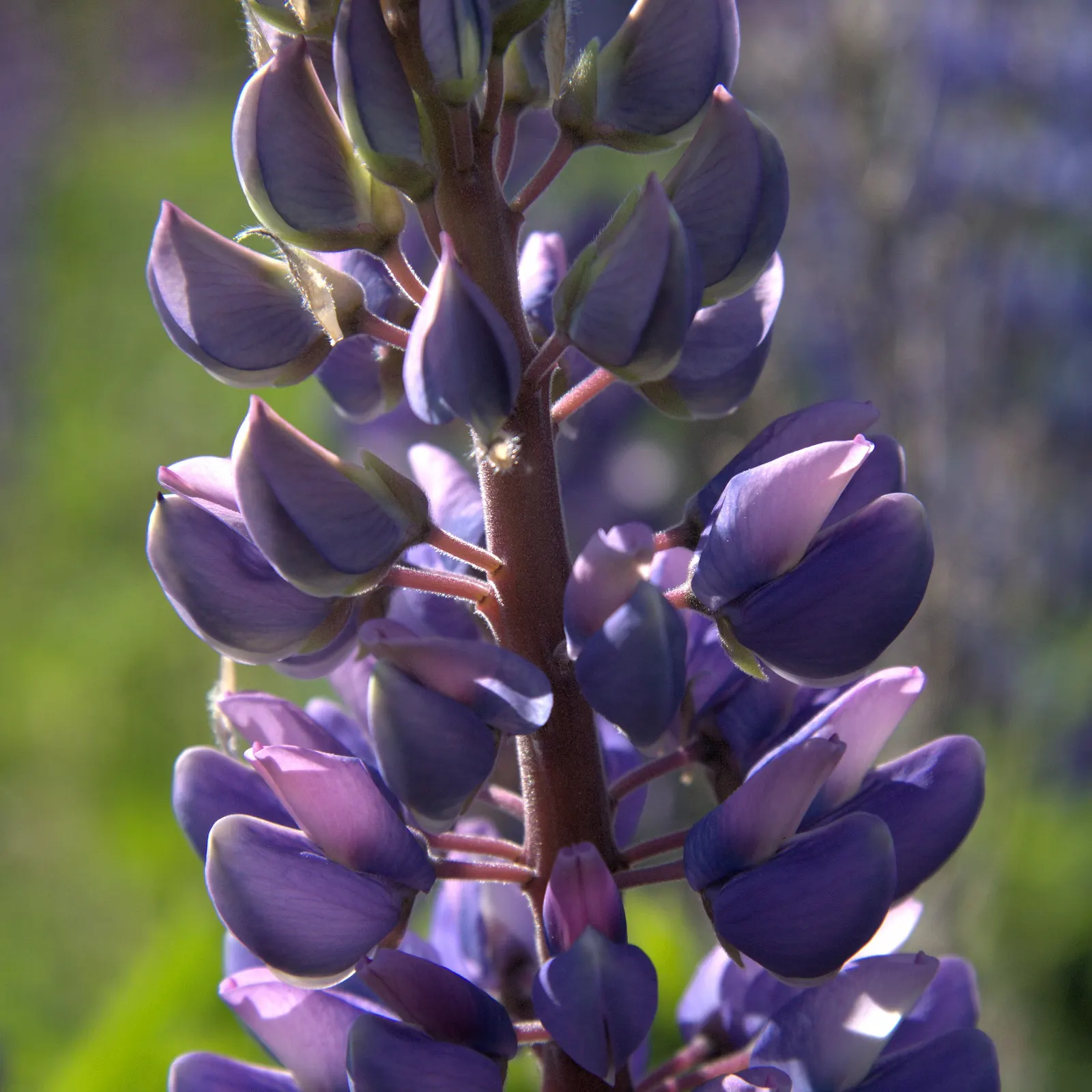Meadow Lupine (Lupinus Polyphyllus) — making it a versatile choice for many climate conditions.<br><br>Equipped with palmately compound leaves, image 98