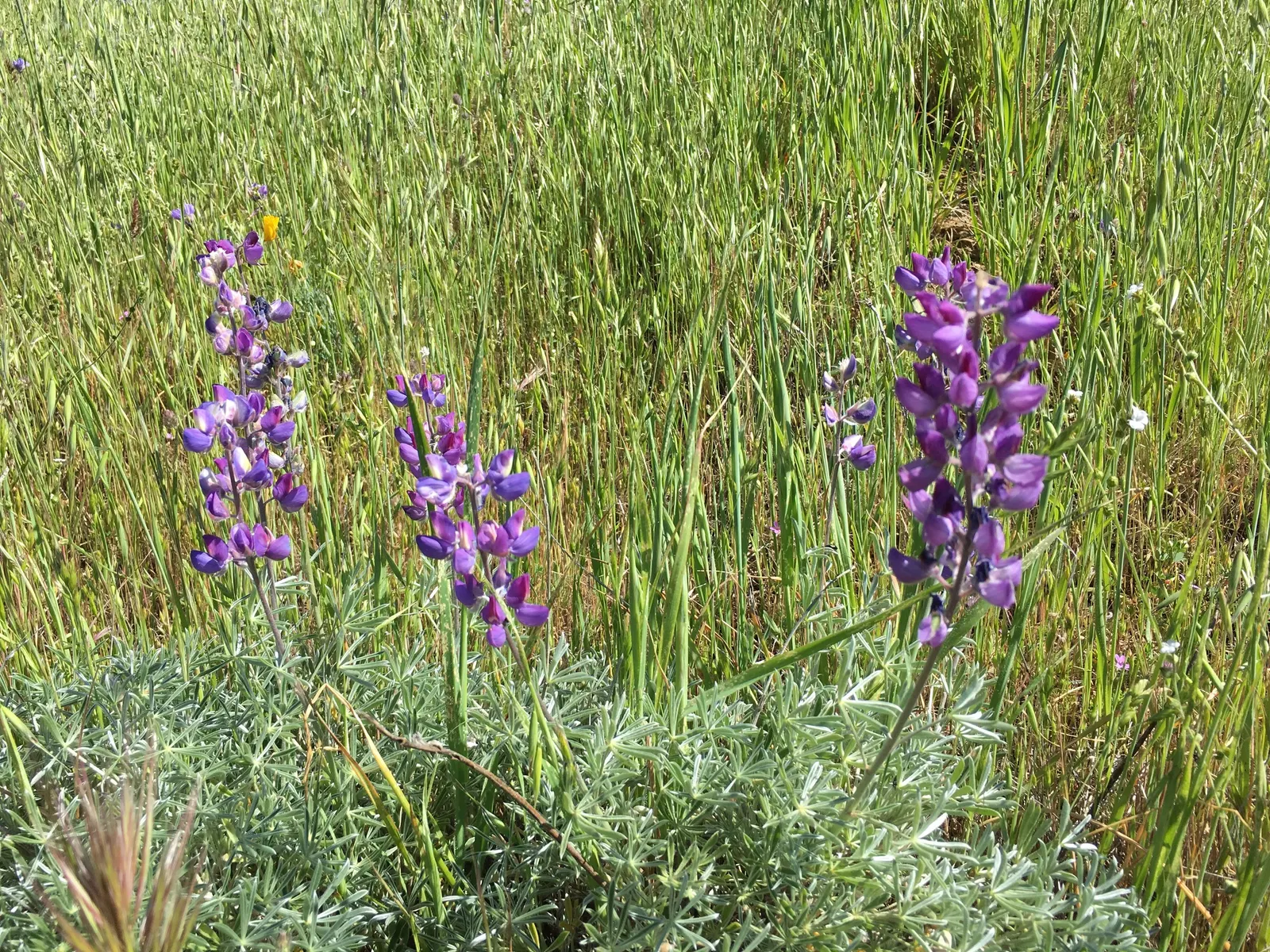Meadow Lupine (Lupinus Polyphyllus) — it creates a striking vertical accent; the Meadow Lupine is a splendid addition that promises to captivate, image 124