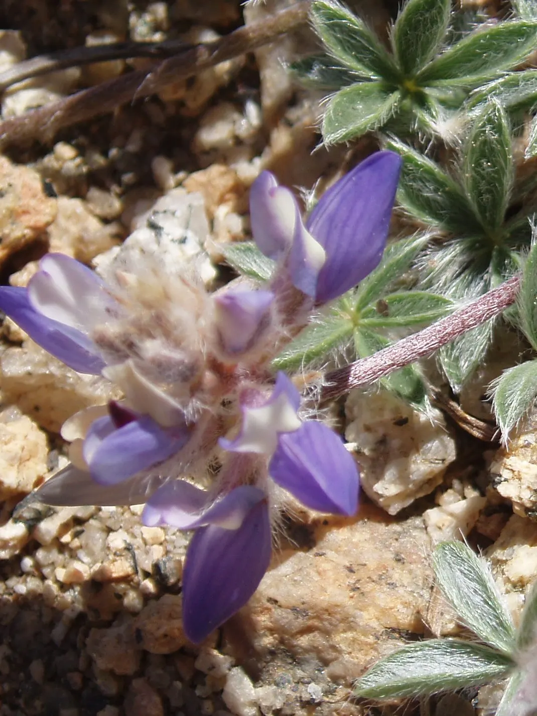 Meadow Lupine (Lupinus Polyphyllus) — When composing garden spaces