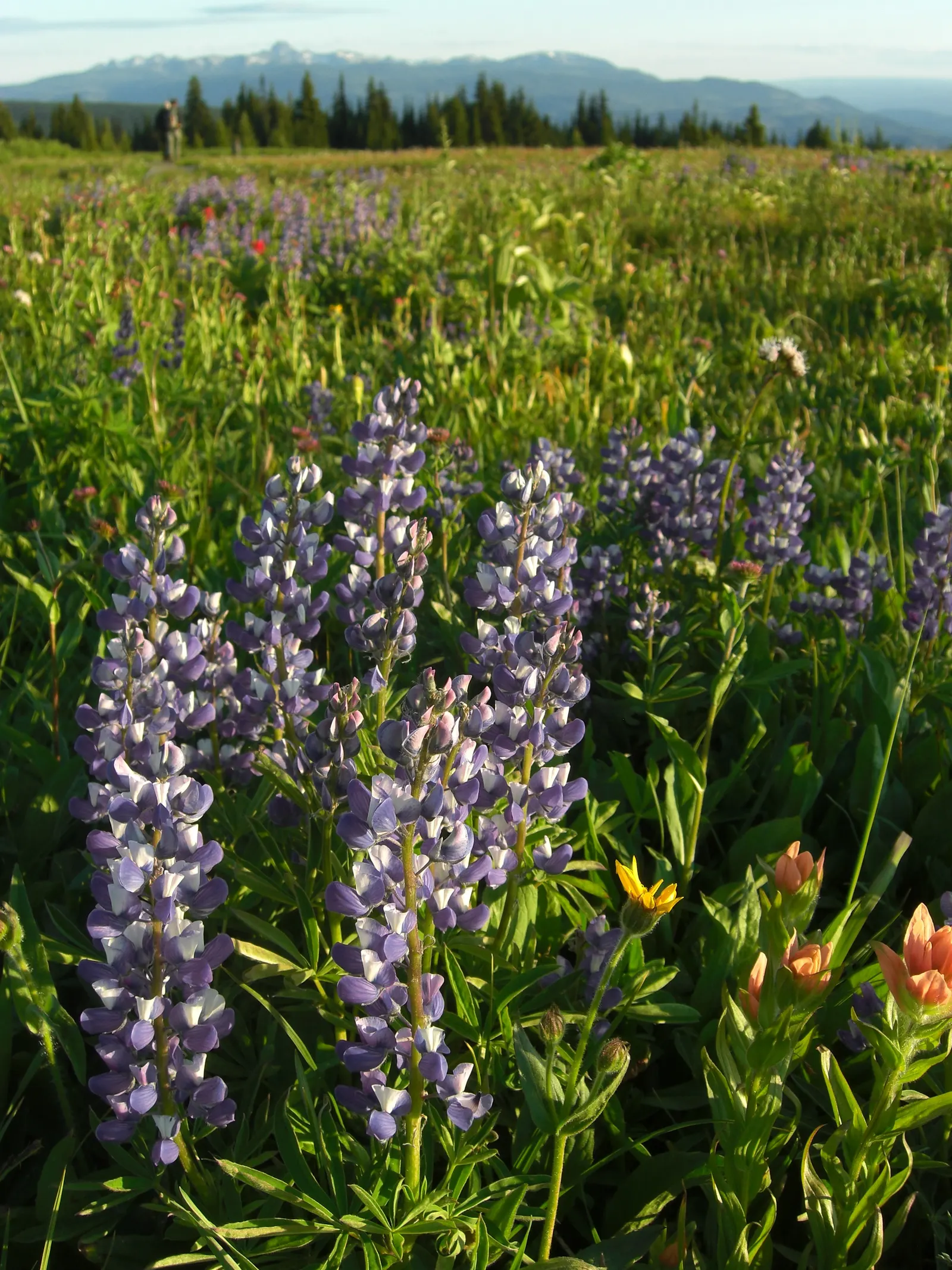 Meadow Lupine (Lupinus Polyphyllus) — and benefits from regular watering; this plant does require adequate space to flourish due to its bushy habit