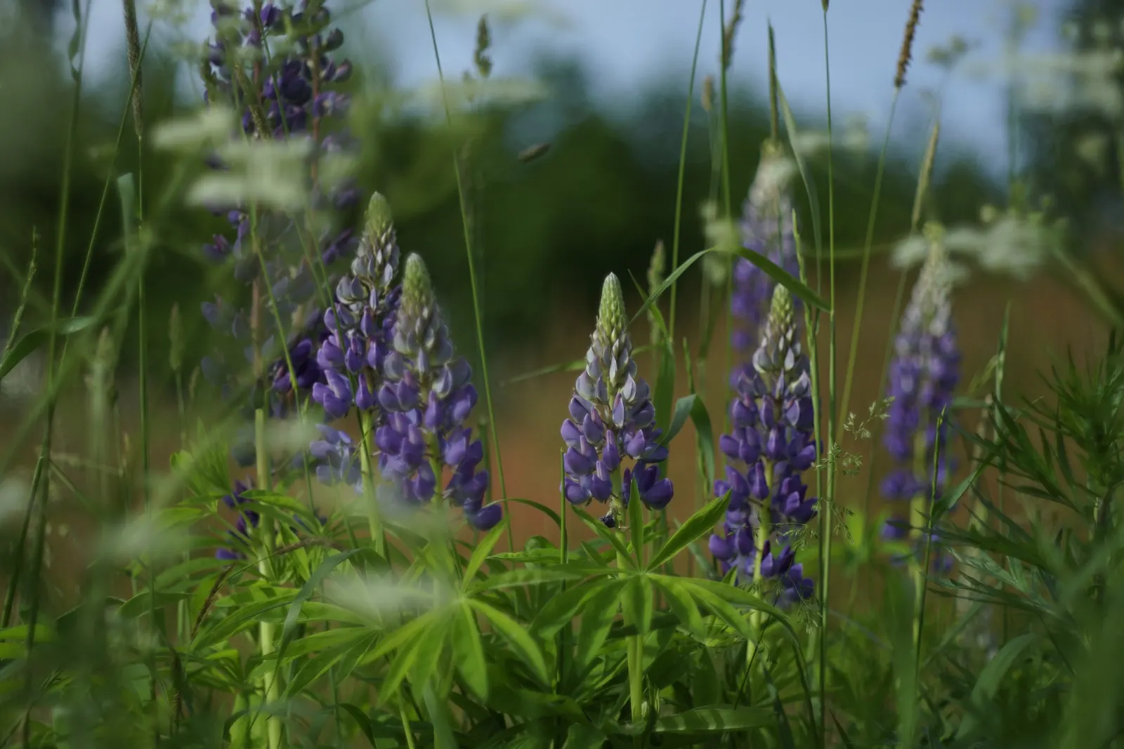 Meadow Lupine (Lupinus Polyphyllus) — Standing proud at around 3 to 5 feet in height