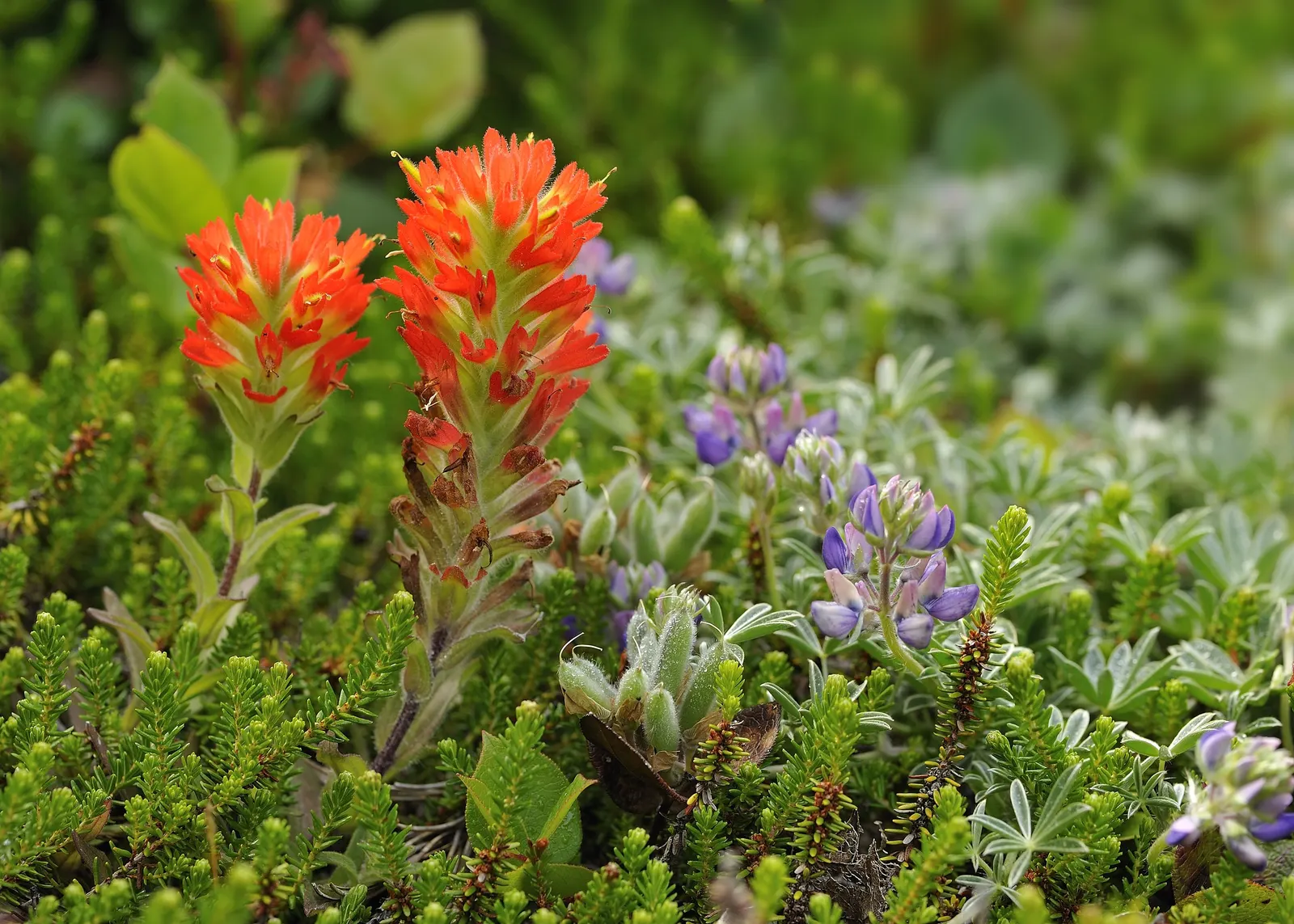 Meadow Lupine (Lupinus Polyphyllus) — making it a dual-purpose choice for enriching garden ecosystems; this plant does require adequate space to, image 135