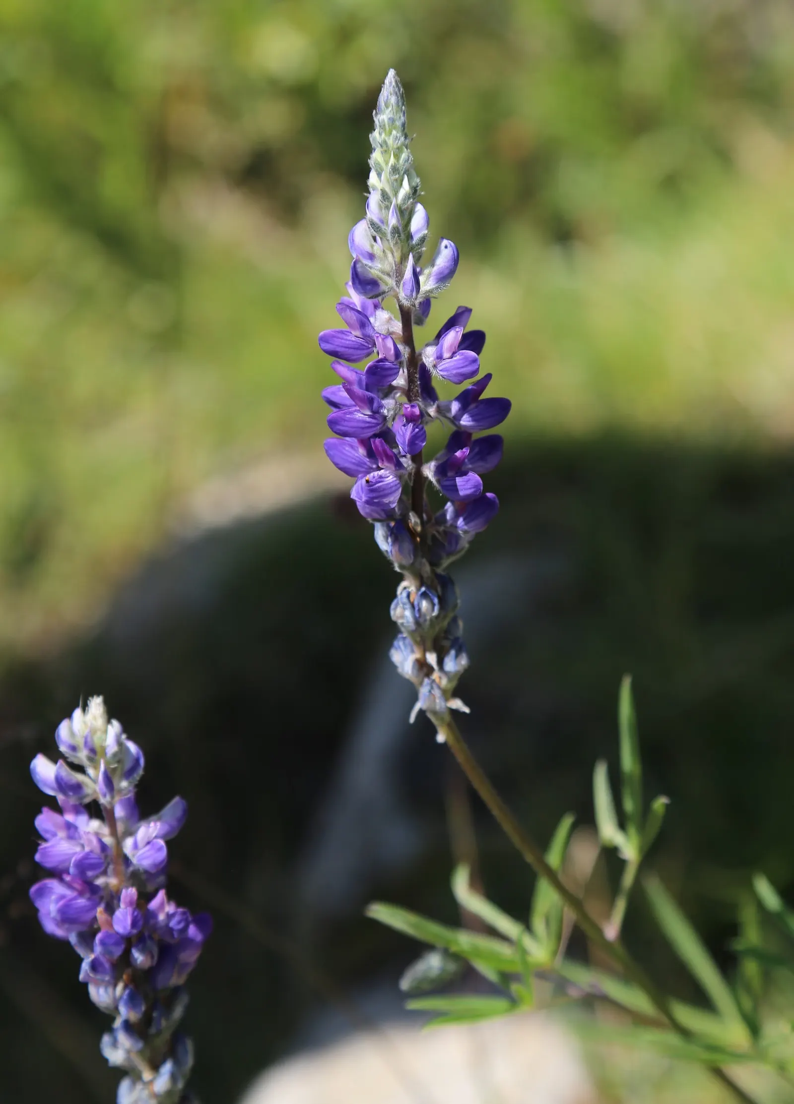 Meadow Lupine (Lupinus Polyphyllus) — This species thrives in USDA hardiness zones 3 through 9; this sun-loving legume prefers well-drained soil, image 97